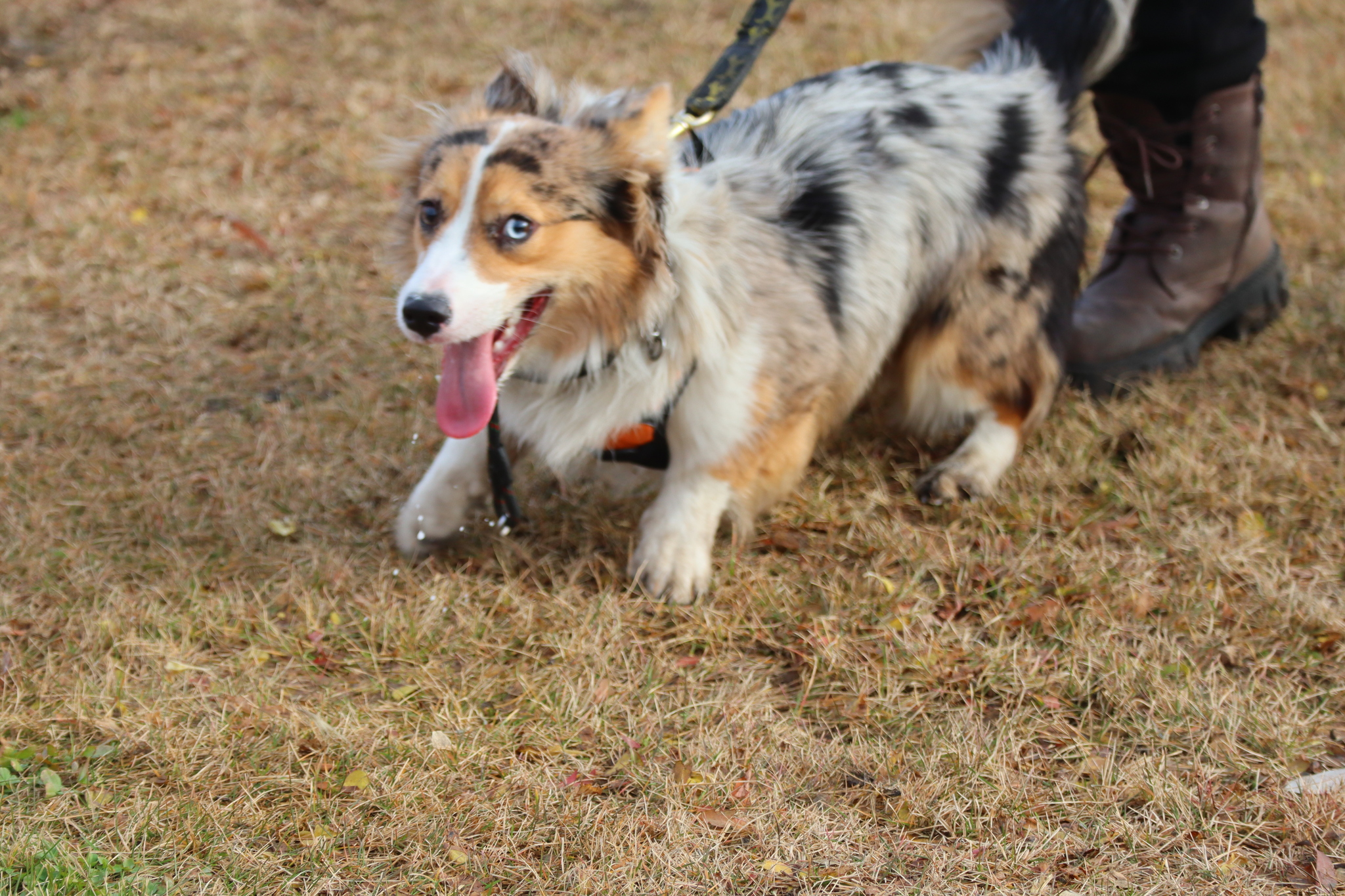 Dog training in Omsk OCSSSS 03.11.2024 - Dog, Puppies, Omsk, Training, Г“Г±Г±Г±, Friend, Care, Kindness, Dog breeding, Friends, Longpost