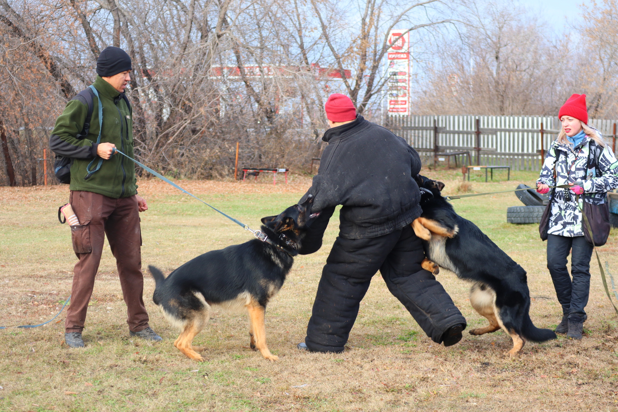 Dog training in Omsk OCSSSS 03.11.2024 - Dog, Puppies, Omsk, Training, Г“Г±Г±Г±, Friend, Care, Kindness, Dog breeding, Friends, Longpost