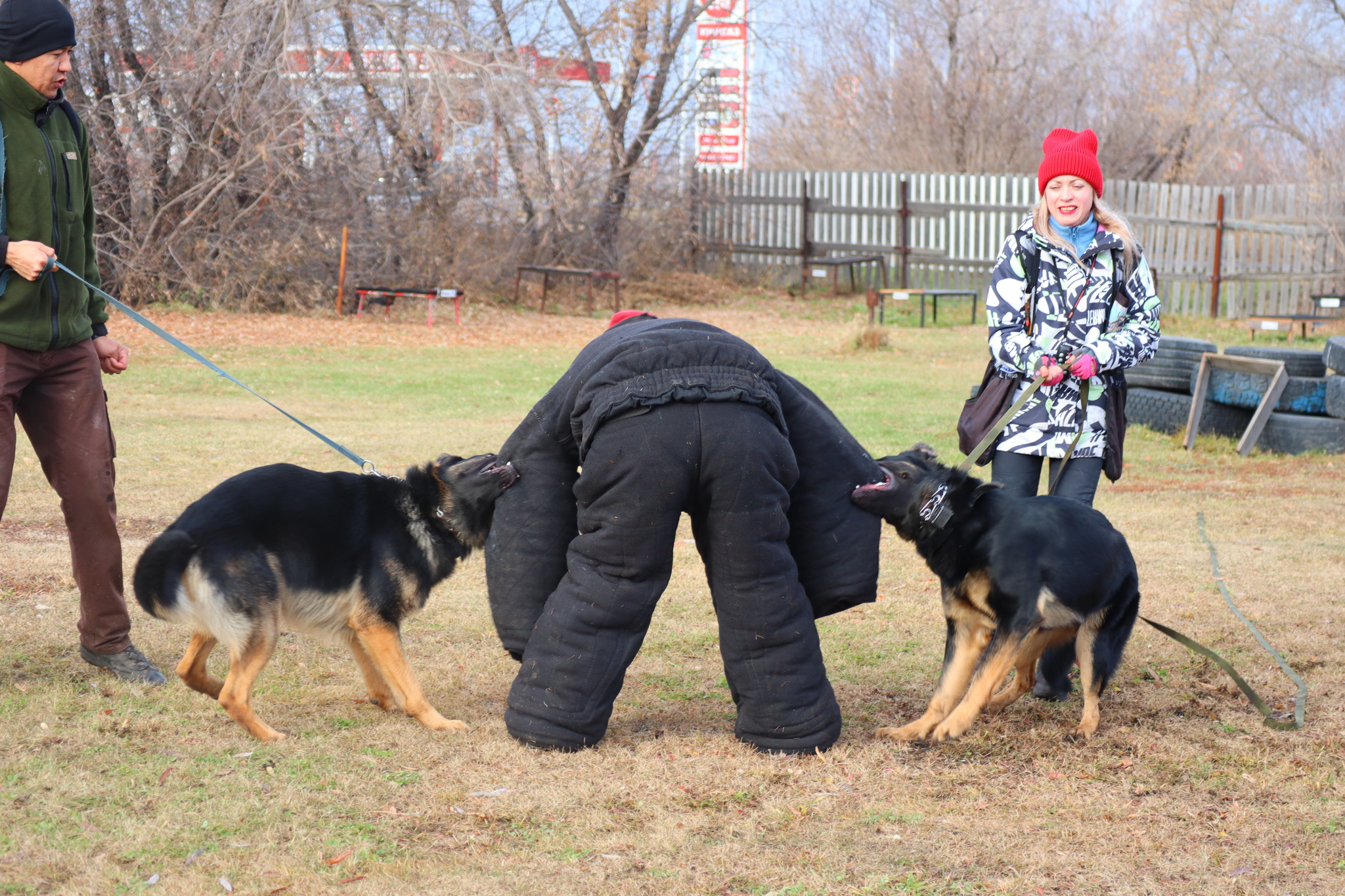 Dog training in Omsk OCSSSS 03.11.2024 - Dog, Puppies, Omsk, Training, Г“Г±Г±Г±, Friend, Care, Kindness, Dog breeding, Friends, Longpost