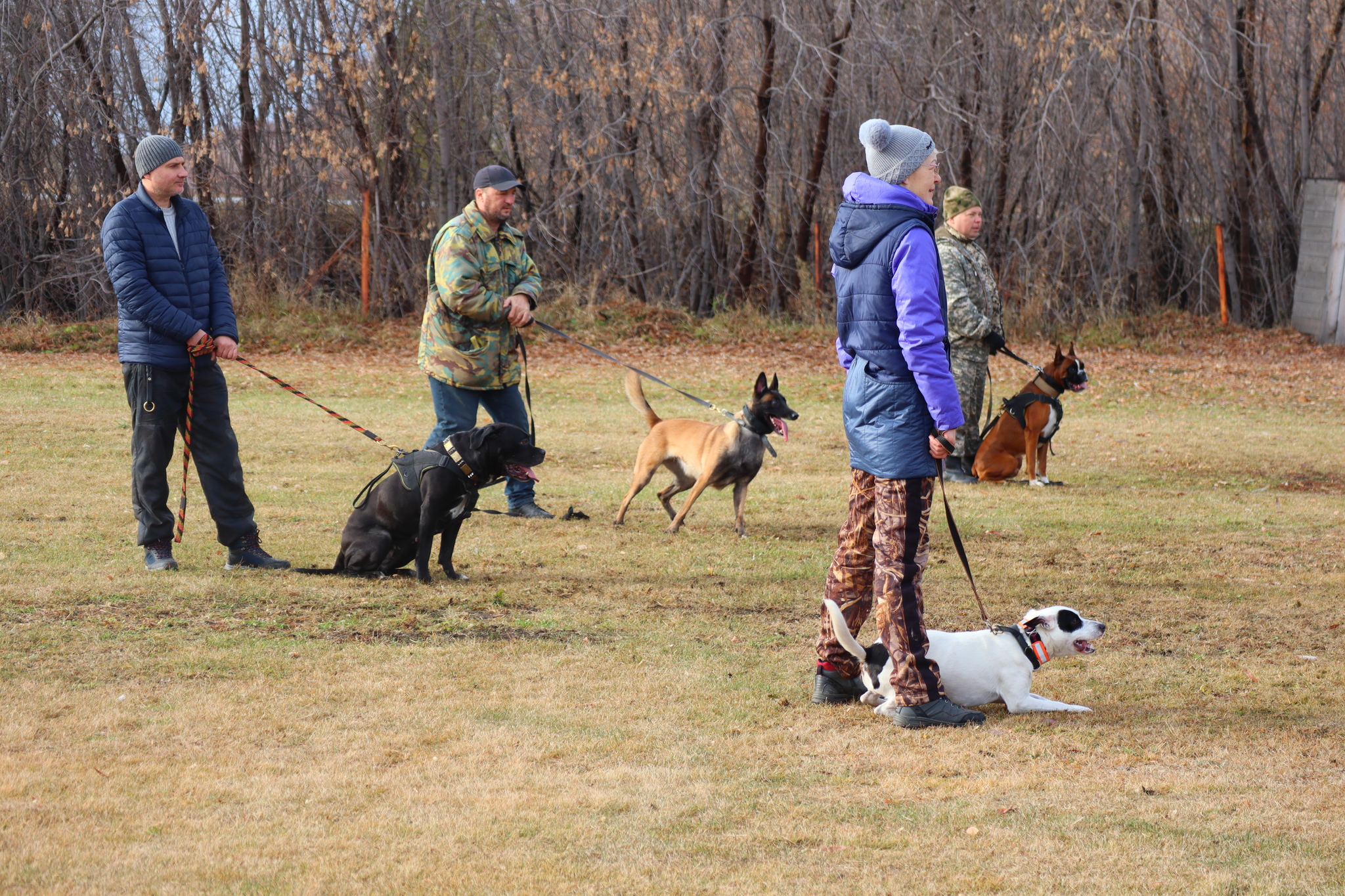 Dog training in Omsk OCSSSS 03.11.2024 - Dog, Puppies, Omsk, Training, Г“Г±Г±Г±, Friend, Care, Kindness, Dog breeding, Friends, Longpost