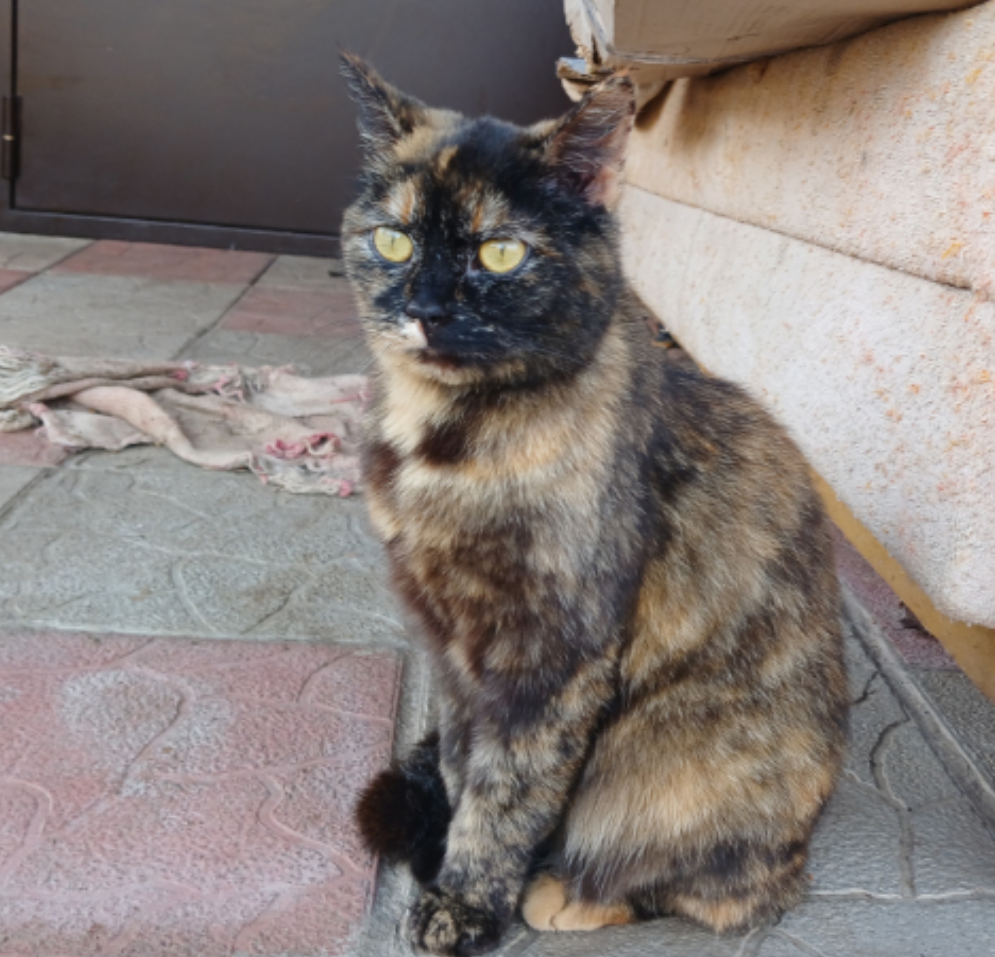 Asya or what did you do this summer - My, Tricolor cat, cat, In good hands, Tula region, Moscow, Small cats, Fluffy, Animal Rescue, Helping animals, Volunteering, No rating, Pets, Cat lovers, Longpost