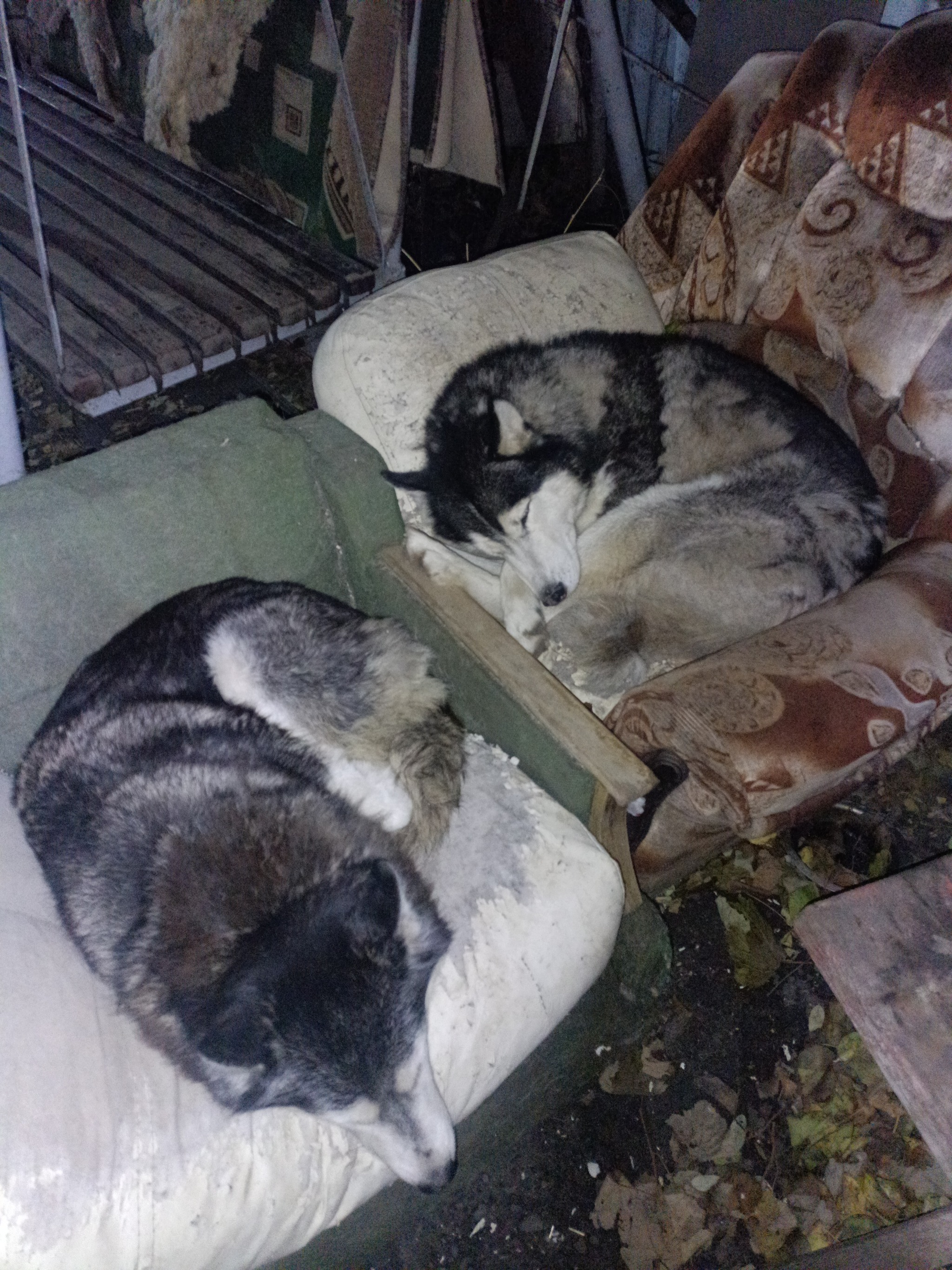 Photo of dogs) - My, Husky, Cold, Longpost