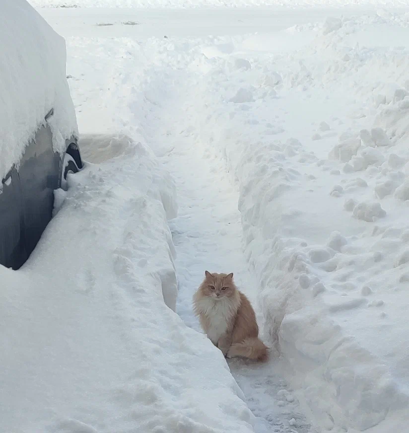 Один мой знакомый друг Персик. Он же Персиваль, он же Персидзе, он же Персинянский - Моё, Кот, Дружба, Деревня, Рыжие, Персики, Длиннопост