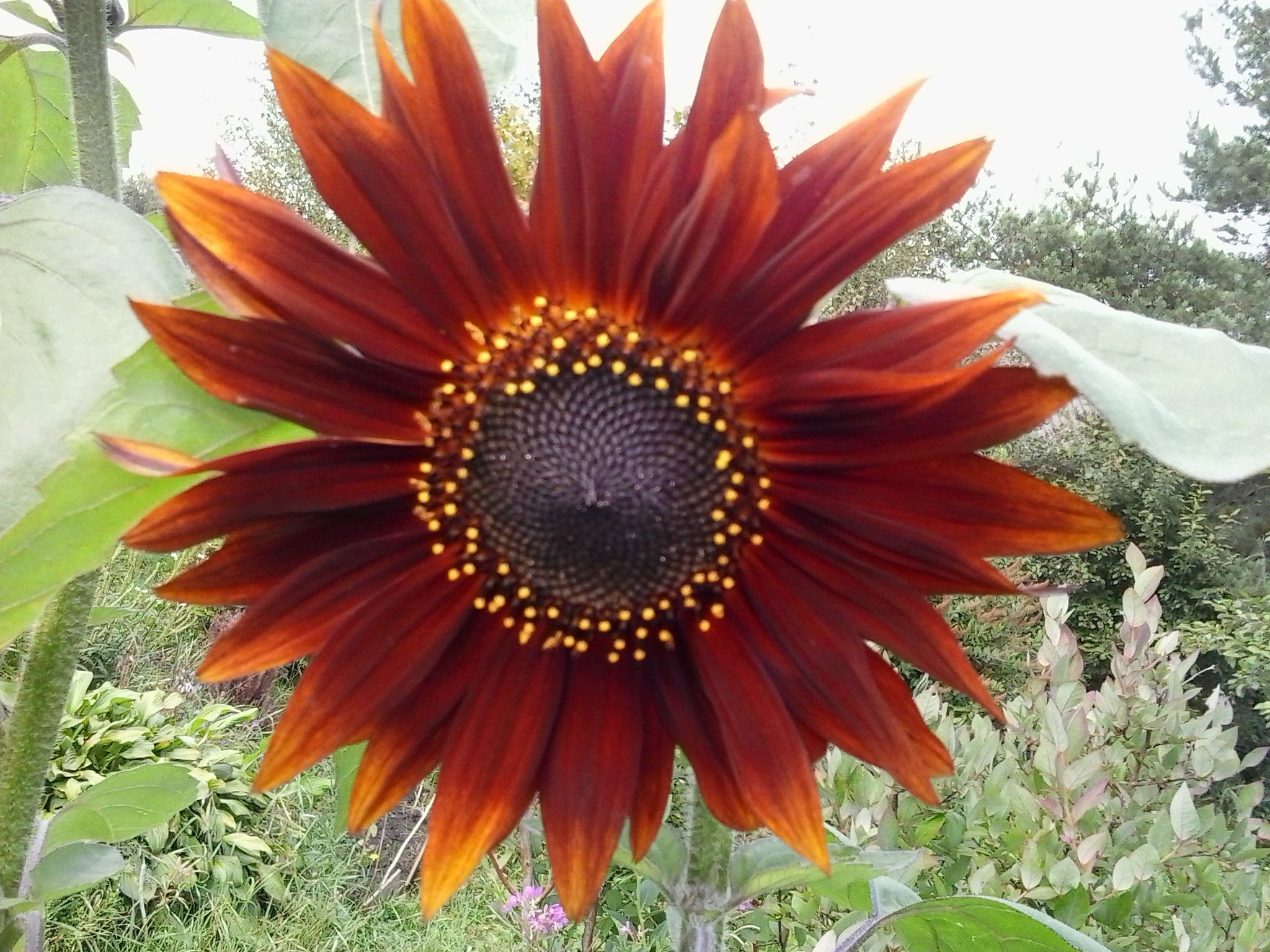 August. Sunflower - My, The photo, Flowers, Garden, Summer, Sunflower