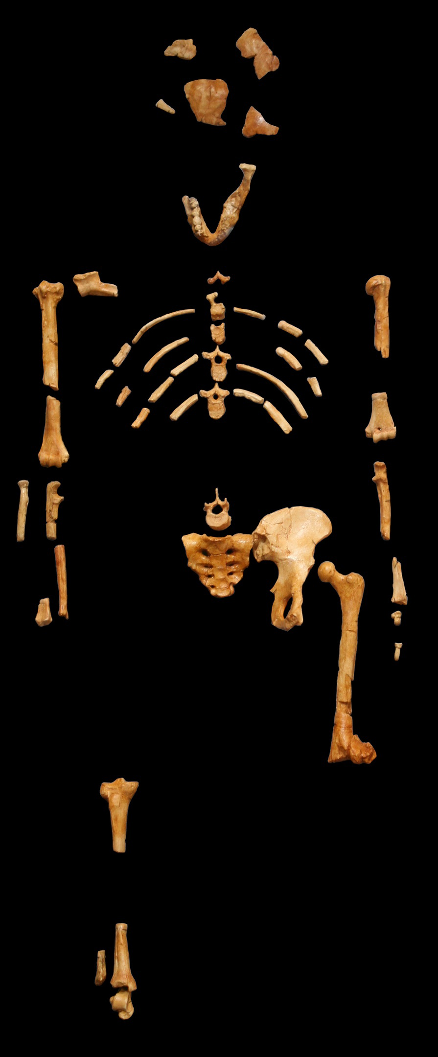 3,200,000 years ago, this woman fell to her death from a tree. We may all be her descendants. - My, Nauchpop, Scientists, Longpost, Anthropology, Skeleton, Anthropological reconstruction