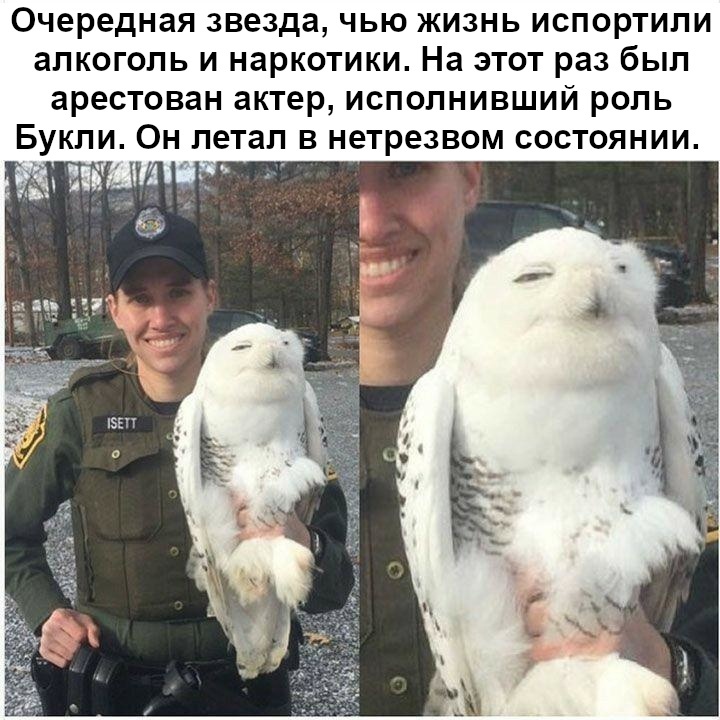 Drive only when sober - Harry Potter, Beech, Arrest, Picture with text, Translated by myself, VKontakte (link), Owl