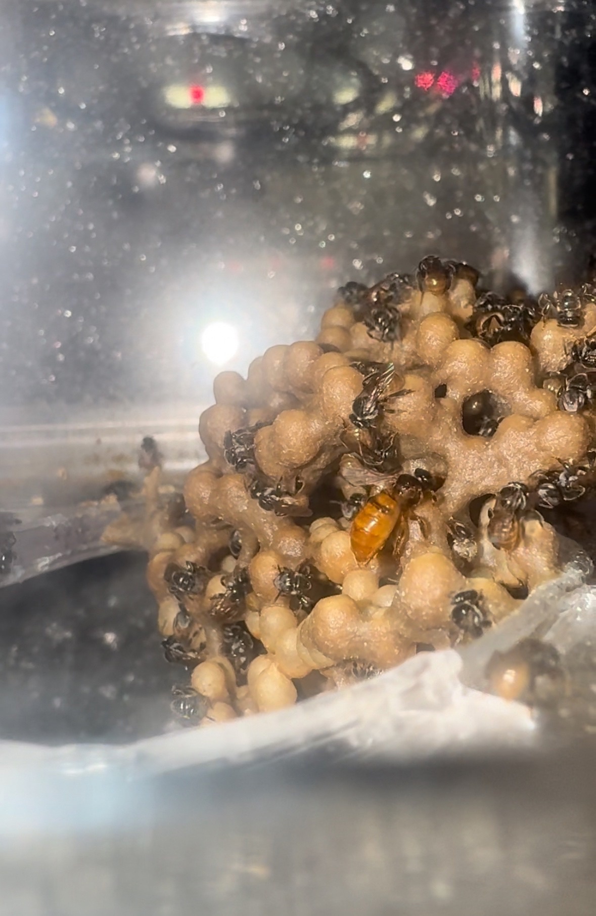 Stingless bees, for the first time in Russia! - Bees, Beekeeping, Biology, Exotic animals, Exhibition, Public, Video, Video VK, VKontakte (link), Longpost, No rating