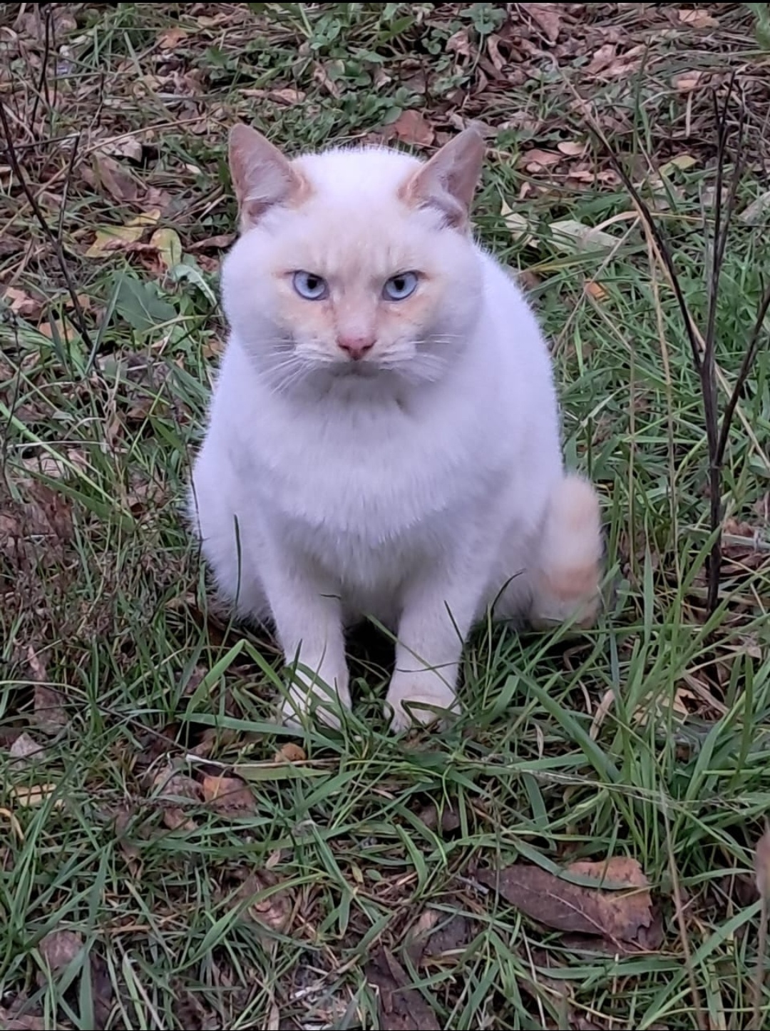 The domestic cat was thrown out. It will disappear. - cat, Animal Rescue, In good hands, No rating, Homeless animals, Longpost, Moscow region, Moscow