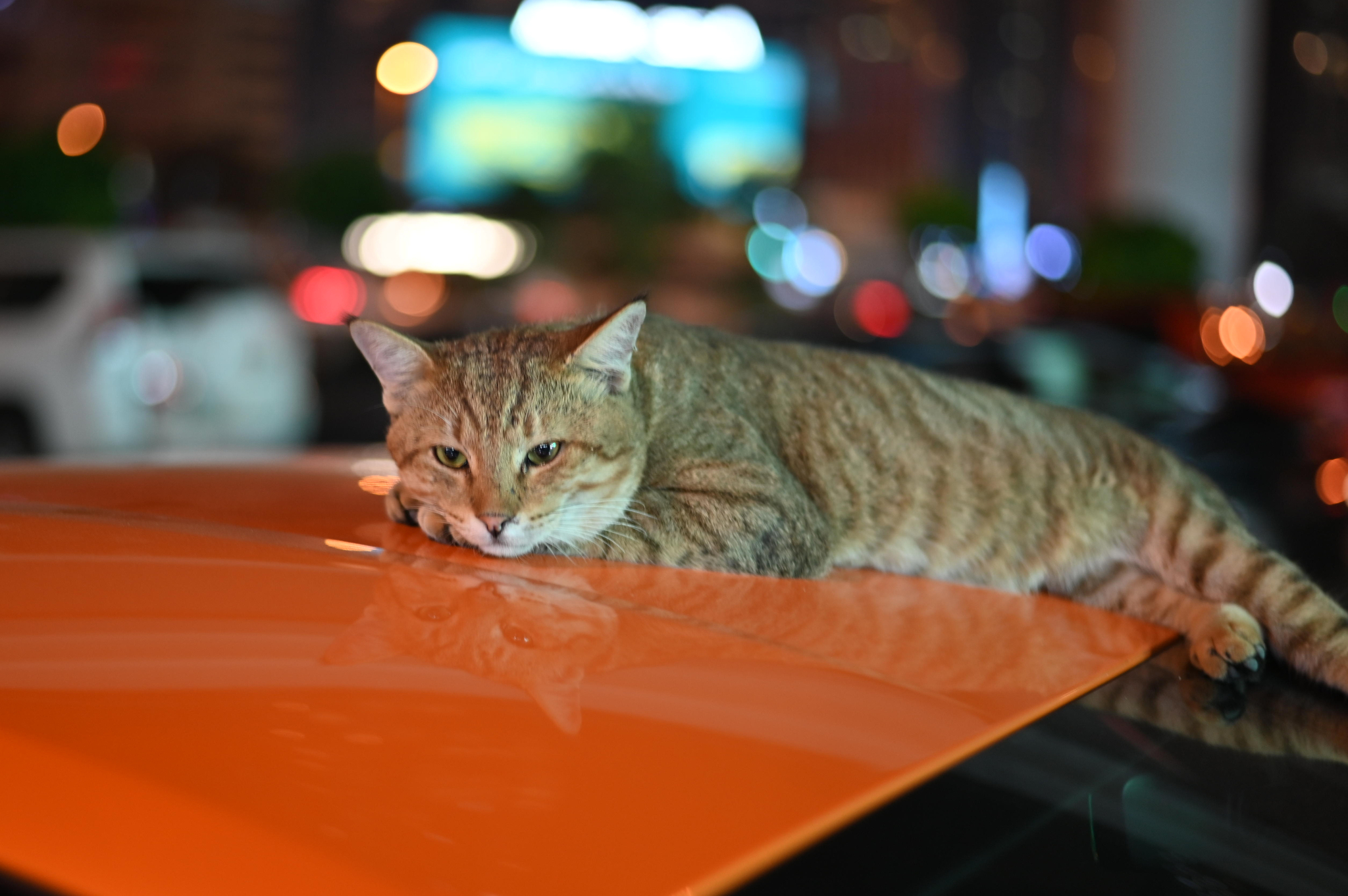 Mr. Cat let me take a picture of his Lamborghini. - My, cat, Lamborghini, Dubai