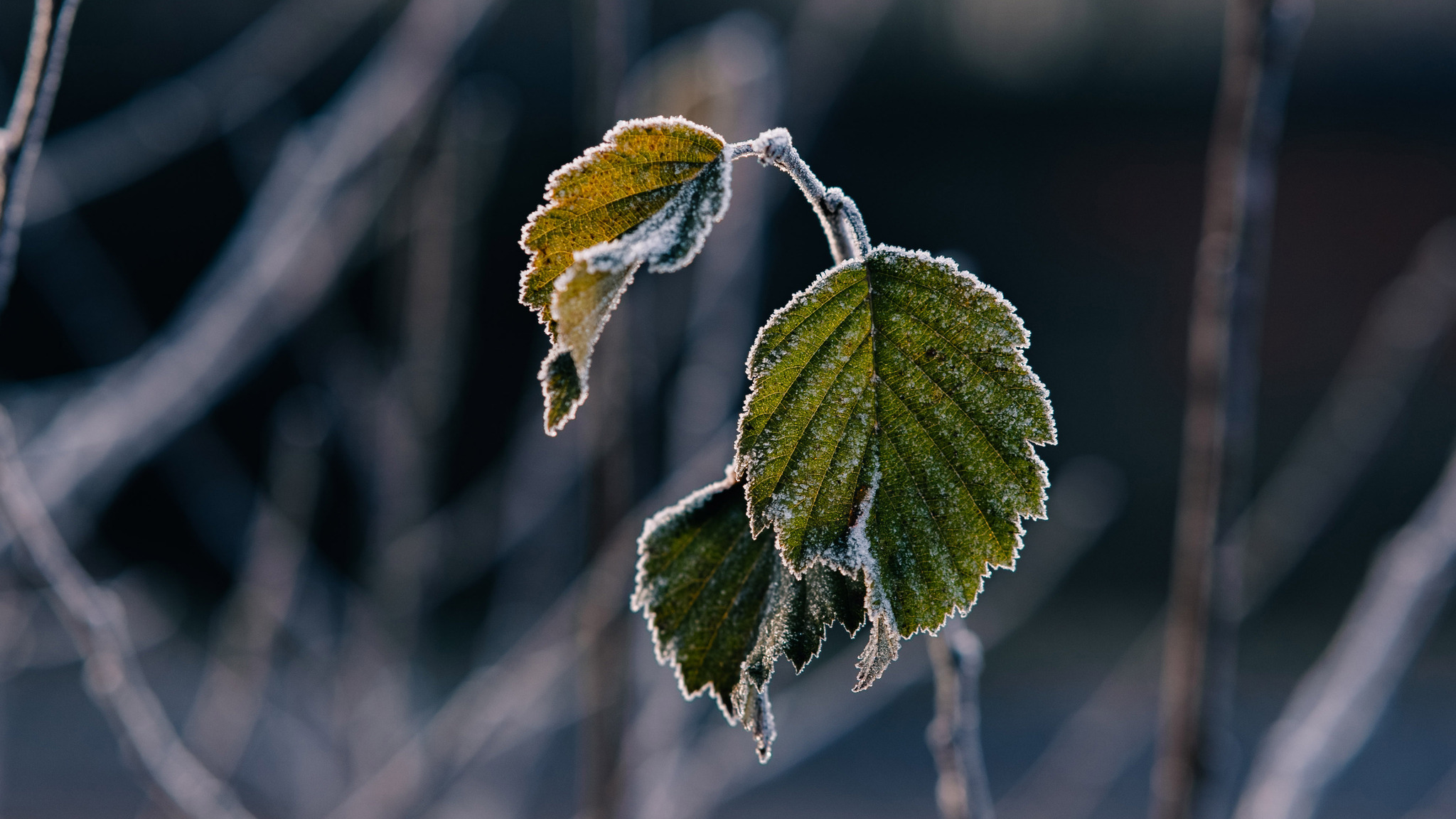 Frosty morning in Toksovo - My, The photo, Leningrad region, Nature, Landscape, Frost, Autumn, Longpost, Toksovo