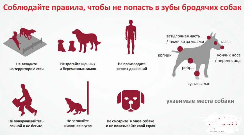 Dogs again. OSVV does not work - it is a failure - My, Stray dogs, Osvv, Service 112, Dog attack, Rostov region, Negative, Dog