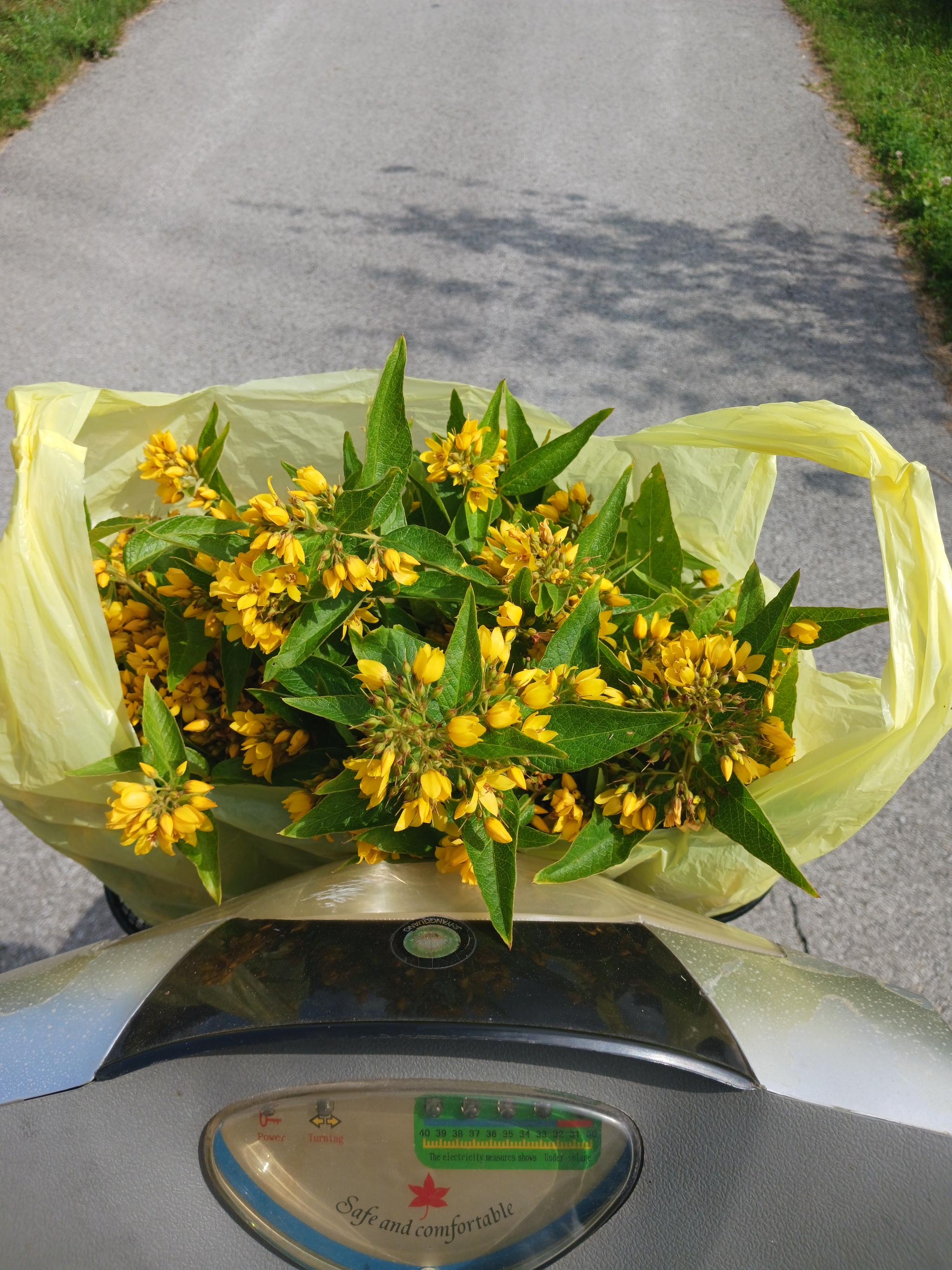 What kind of grass am I drying? - My, Therapeutic, Grass, Question, Ask Peekaboo, Longpost