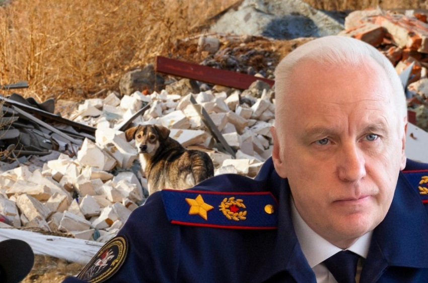 Bastrykin took personal control of the investigation into the criminal case of a stray dog ??attacking a man in Volgograd - Negative, Criminal case, Stray dogs, Alexander Bastrykin, investigative committee