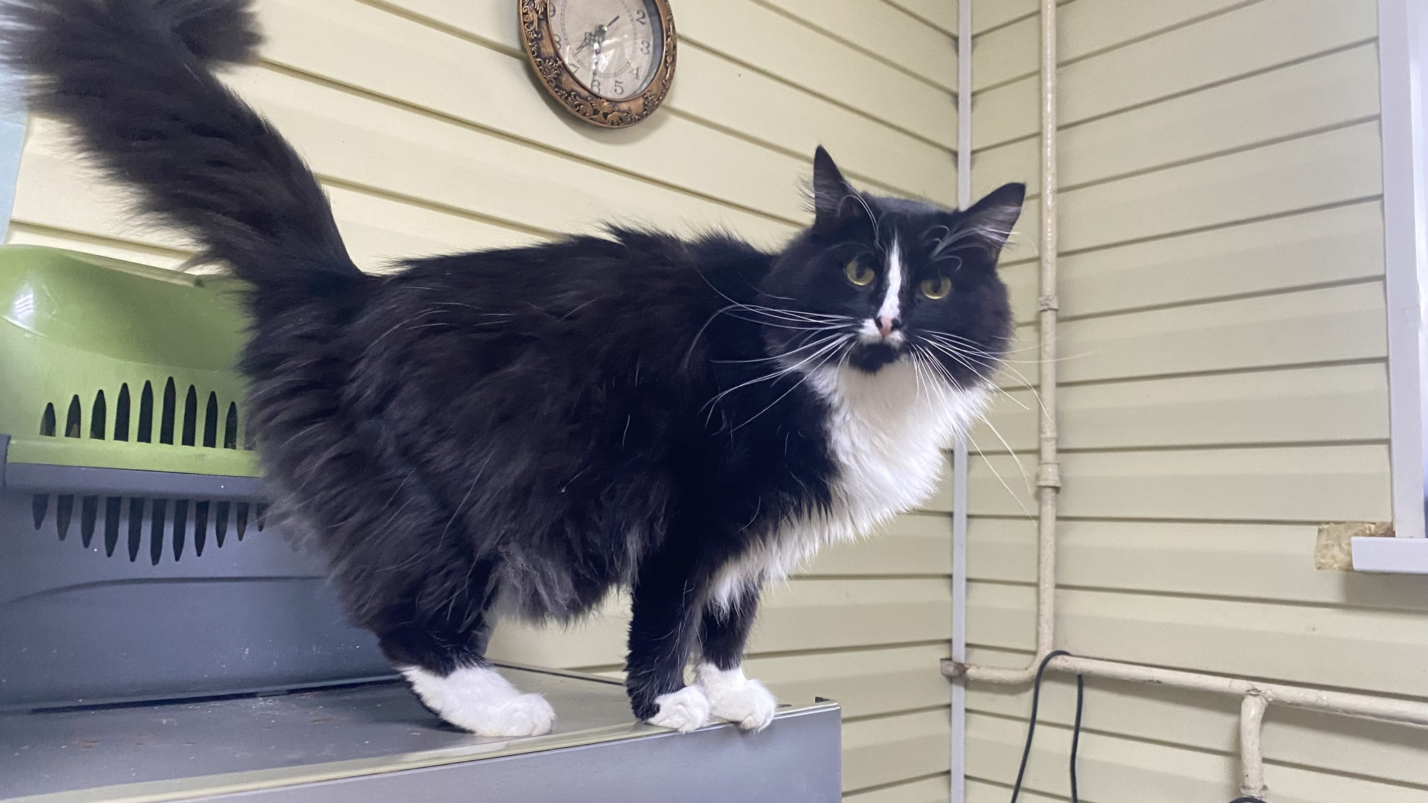 The cat defeated death, but still lives in a shelter in the Kursk region... - My, Animal shelter, The strength of the Peekaboo, Homeless animals, Charity, cat, Longpost