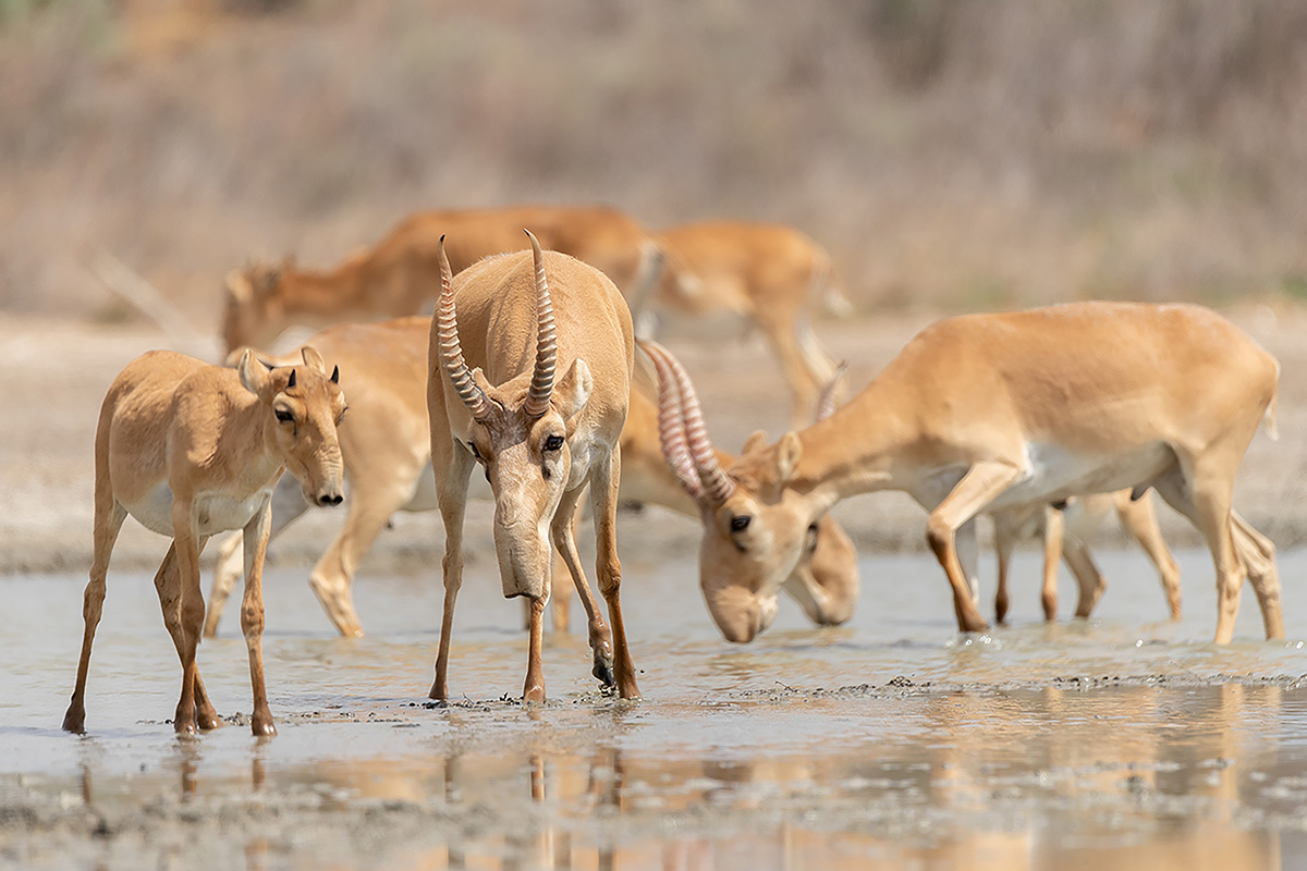 Daytime heat - My, Saiga, Black Lands Nature Reserve, Photo hunting, Wild animals, Rare view, Steppe, In the animal world, Kalmykia, The nature of Russia, The photo