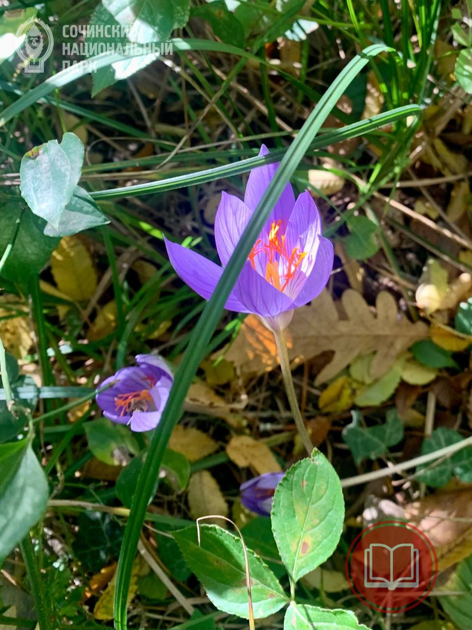 Beautiful flowers - Saffron, Rare view, Red Book, Sochi National Park, Plants, Flowers, beauty, The photo, Telegram (link), Longpost