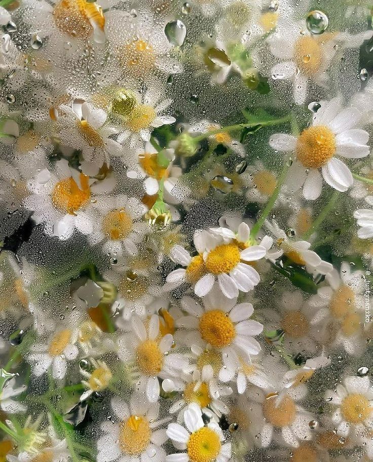 Herb of the week: CHAMOMILE - Herbalist, Medicinal herbs, Doctor, Health, Biology