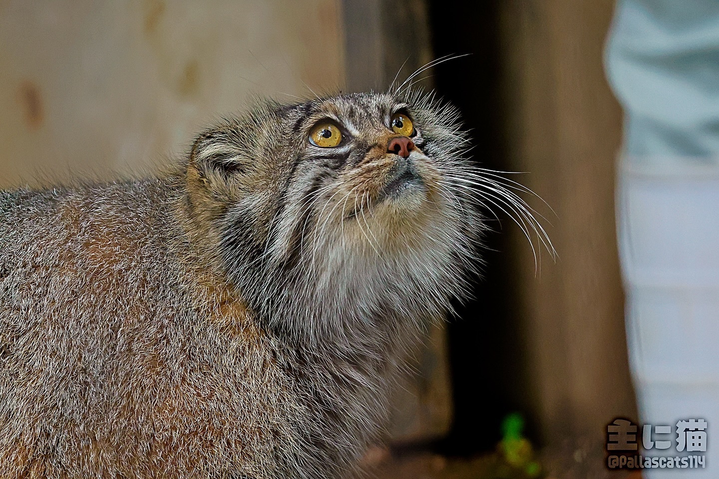 These eyes are amber in color - Predatory animals, Cat family, Wild animals, Zoo, Pallas' cat, Small cats, The photo