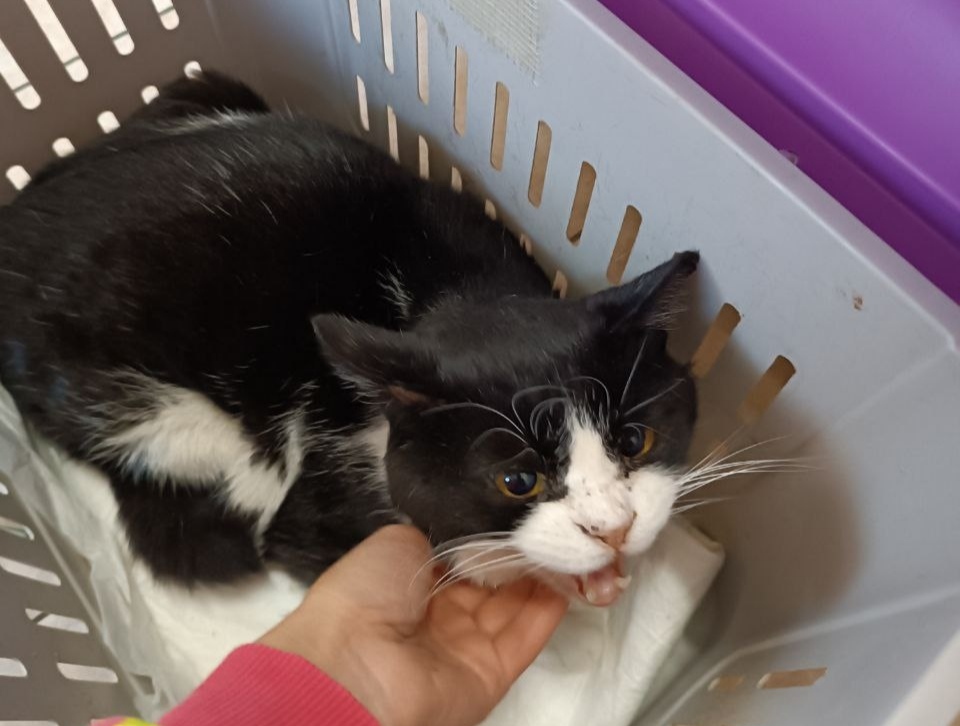 The story of a street cat that was hit. Broken. Help needed! - cat, Helping animals, No rating, Animal Rescue, Veterinary, Vertical video, Video, Longpost