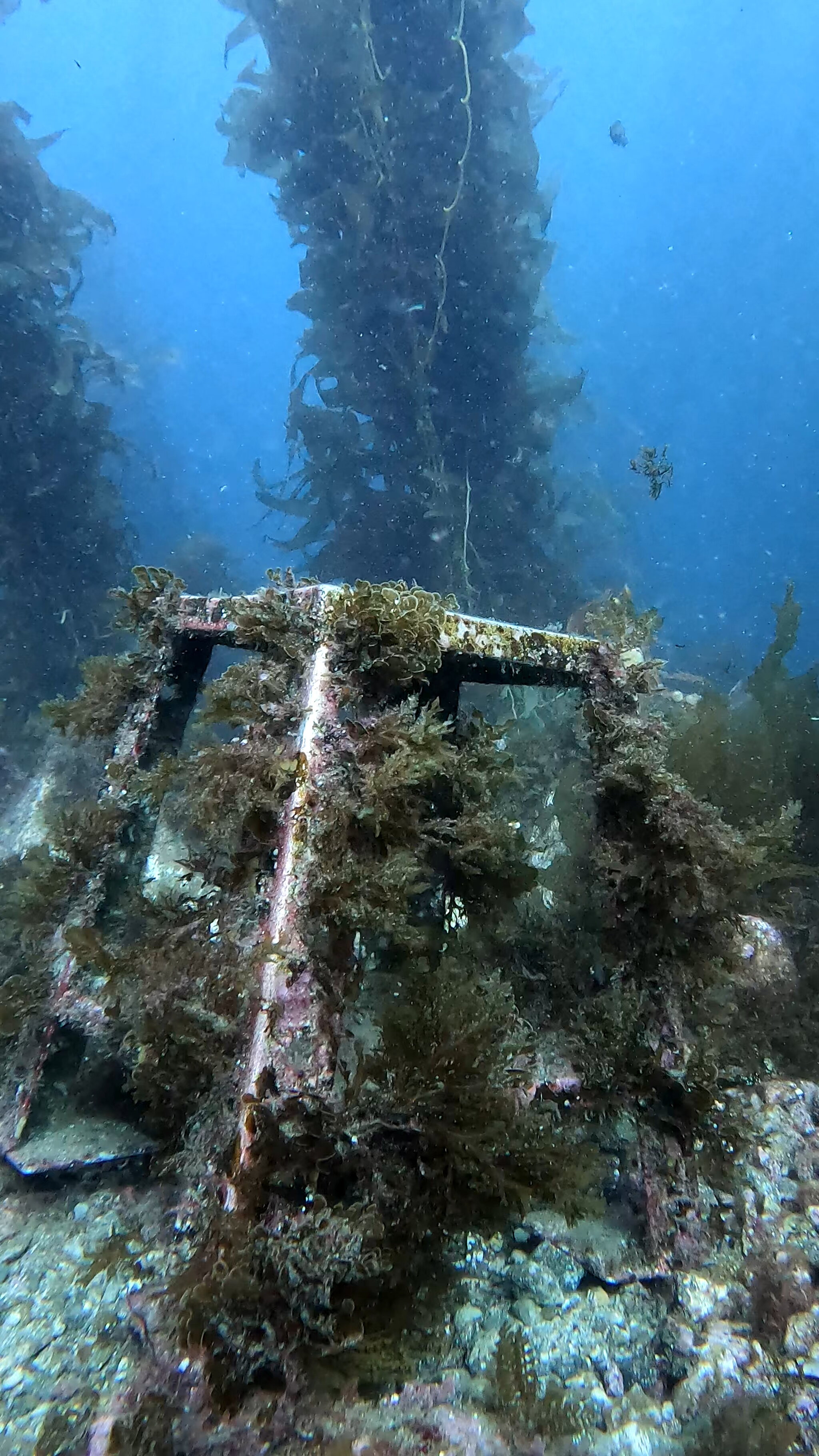 Diving to the memorial plaque of Jacques-Yves Cousteau - My, Youtube, Sea, Ocean, Scuba Diver, GoPRO, Island, Video, Vertical video, Longpost