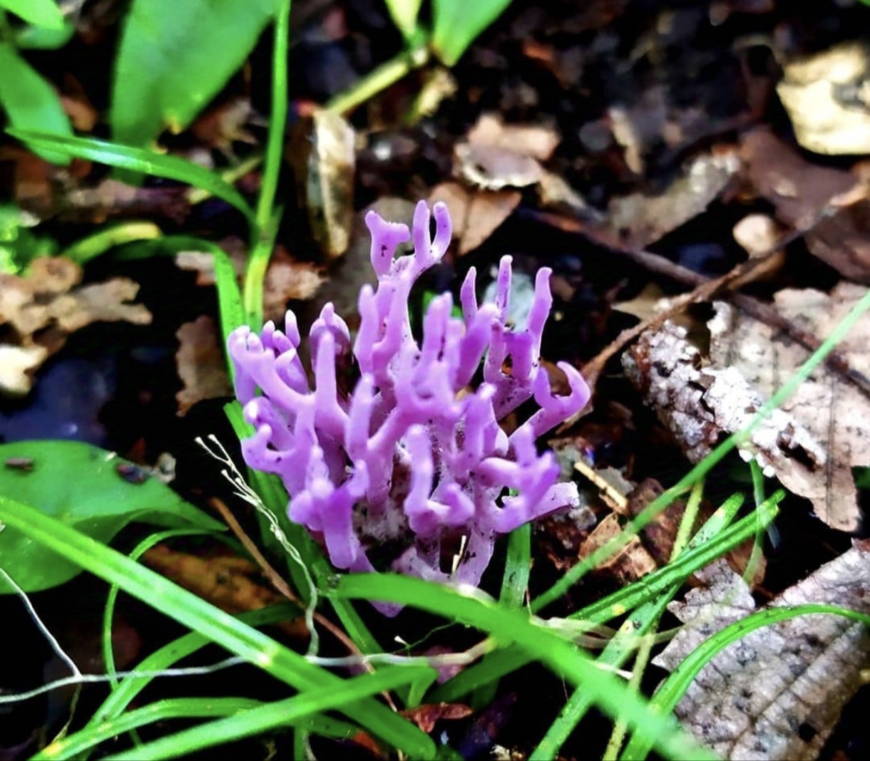 Coral mushroom - My, Mushrooms, Deer horn mushrooms, Purple, Plants, Forest, Find, Amur region, Дальний Восток, Camp, Summer