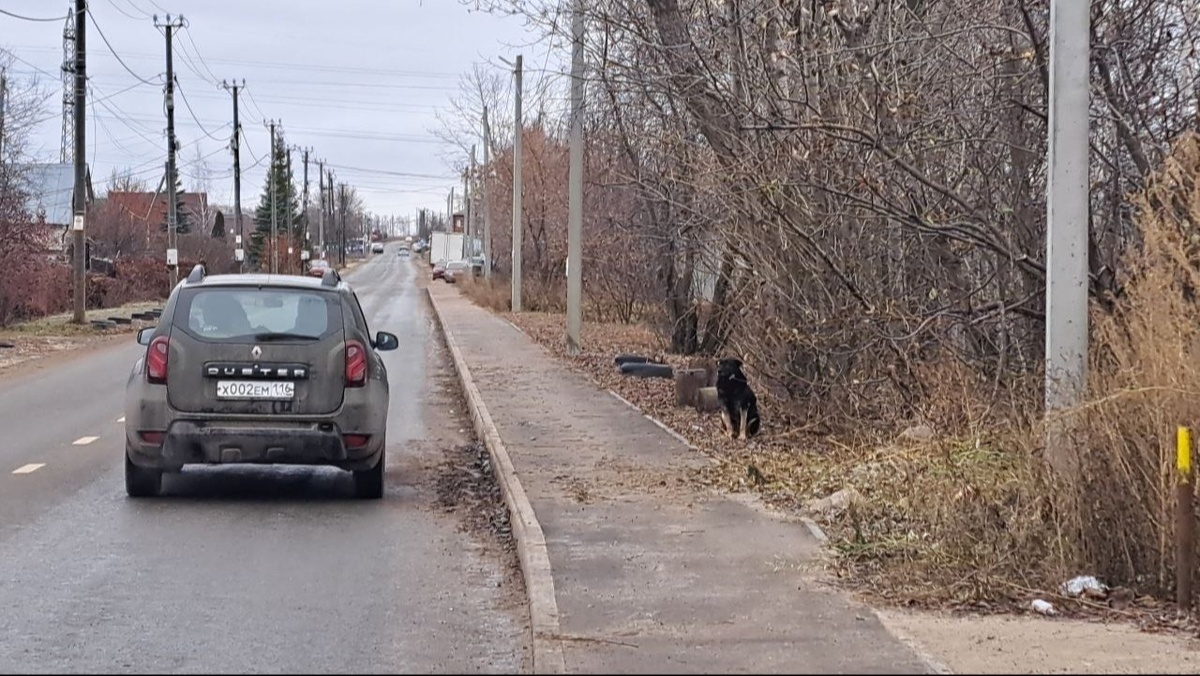 Kazan's system for catching stray animals led to tragedy - Kazan, Tatarstan, Dog, Animal defenders, Officials, Tragedy, Longpost, Negative