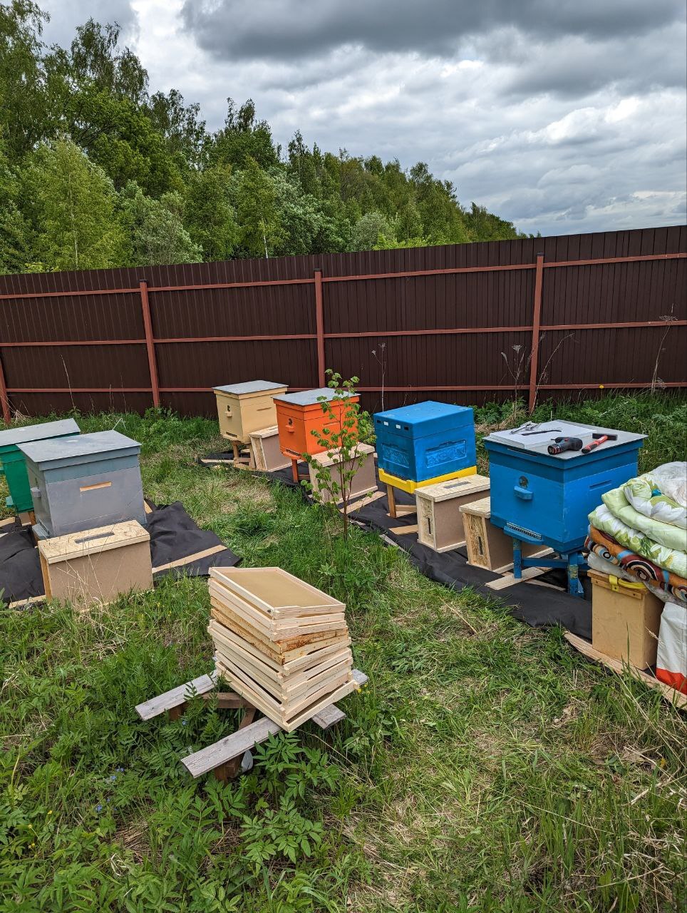 Second beekeeping season - My, Hobby, Beekeeping, Bees, Video, Vertical video, Longpost