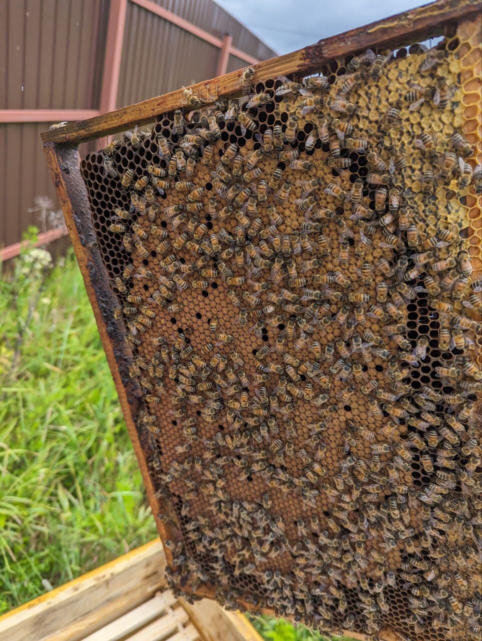 Second beekeeping season - My, Hobby, Beekeeping, Bees, Video, Vertical video, Longpost