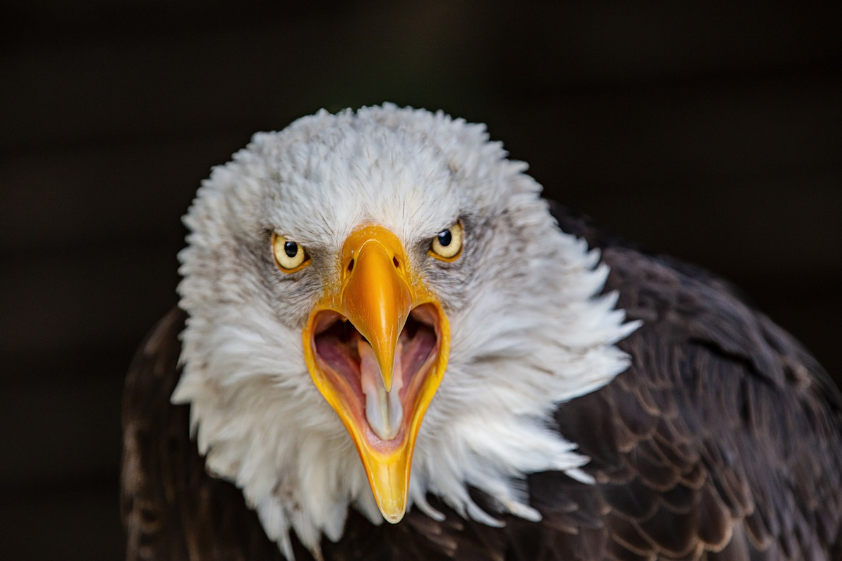 Bald Eagle: The Black Hole of the Bird World. A Super Predator with 400 Species in Its Diet! - Bald eagle, Predator birds, Animals, Wild animals, Yandex Zen, Yandex Zen (link), Longpost