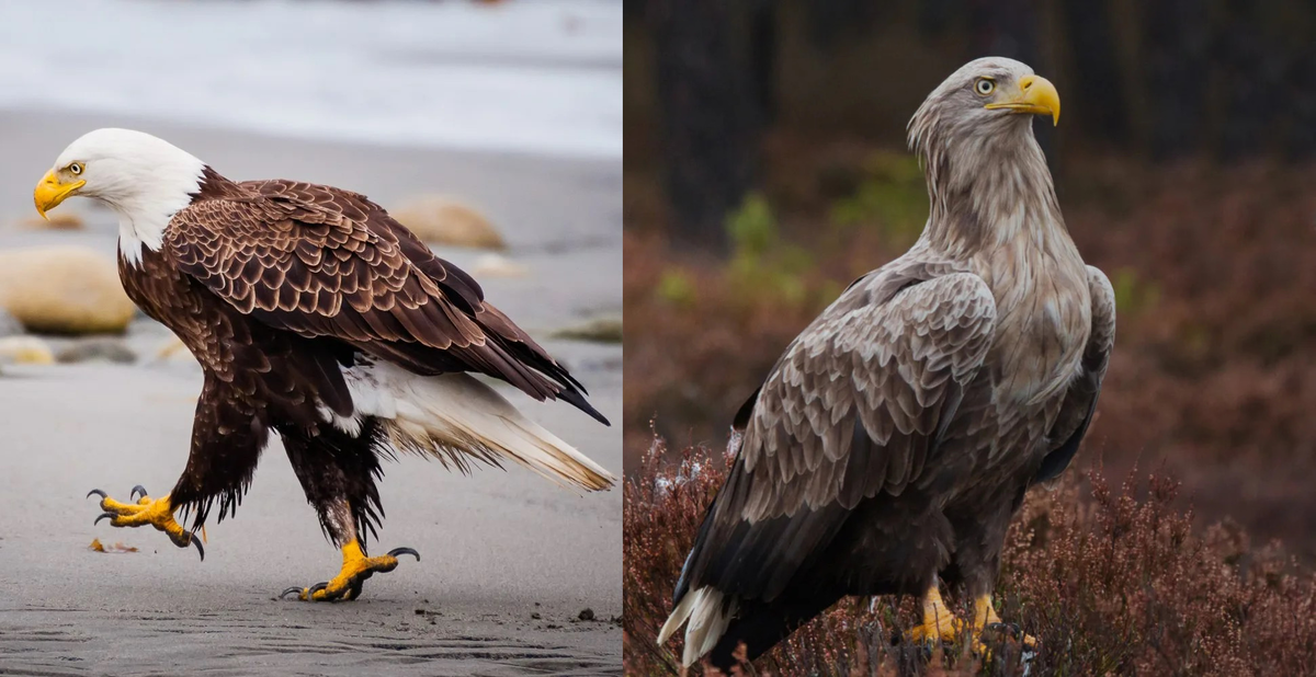 Bald Eagle: The Black Hole of the Bird World. A Super Predator with 400 Species in Its Diet! - Bald eagle, Predator birds, Animals, Wild animals, Yandex Zen, Yandex Zen (link), Longpost