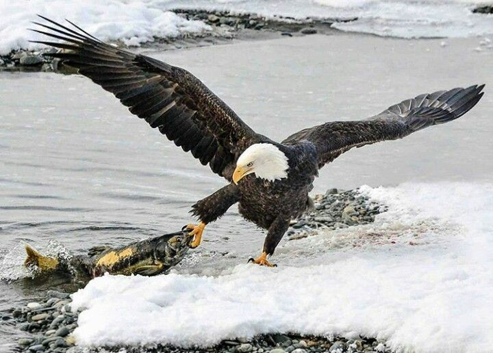 Bald Eagle: The Black Hole of the Bird World. A Super Predator with 400 Species in Its Diet! - Bald eagle, Predator birds, Animals, Wild animals, Yandex Zen, Yandex Zen (link), Longpost