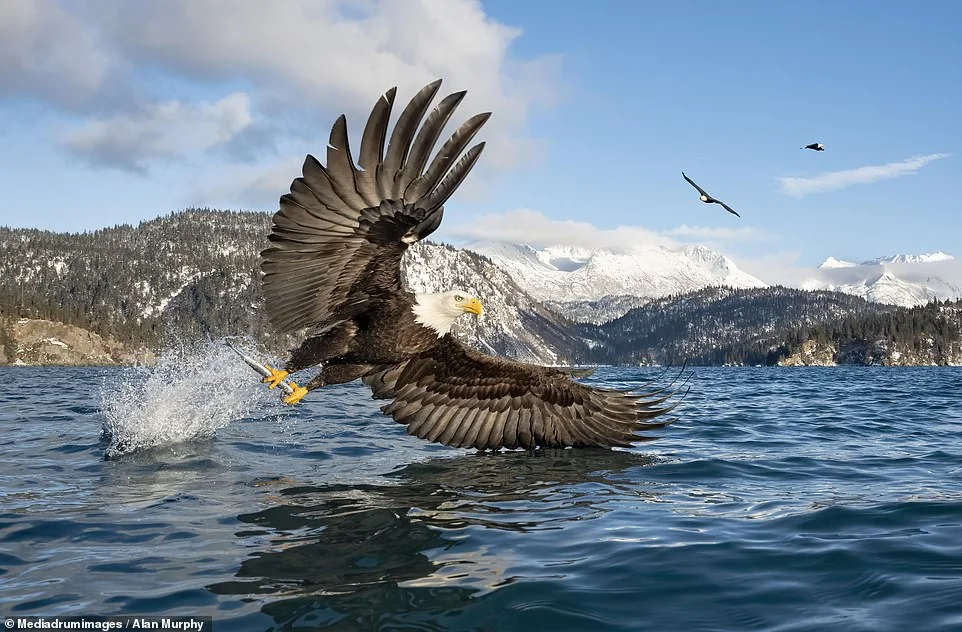 Bald Eagle: The Black Hole of the Bird World. A Super Predator with 400 Species in Its Diet! - Bald eagle, Predator birds, Animals, Wild animals, Yandex Zen, Yandex Zen (link), Longpost