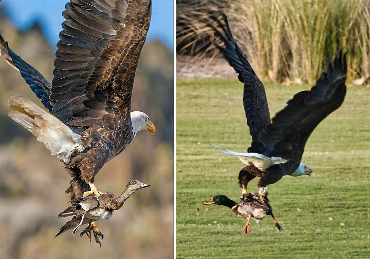 Bald Eagle: The Black Hole of the Bird World. A Super Predator with 400 Species in Its Diet! - Bald eagle, Predator birds, Animals, Wild animals, Yandex Zen, Yandex Zen (link), Longpost