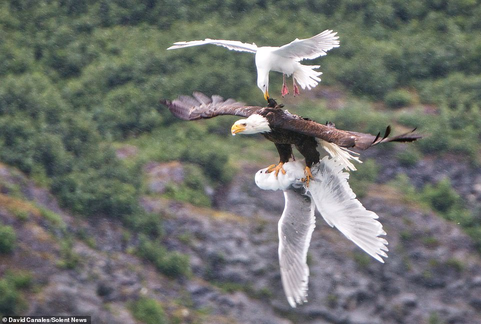 Bald Eagle: The Black Hole of the Bird World. A Super Predator with 400 Species in Its Diet! - Bald eagle, Predator birds, Animals, Wild animals, Yandex Zen, Yandex Zen (link), Longpost