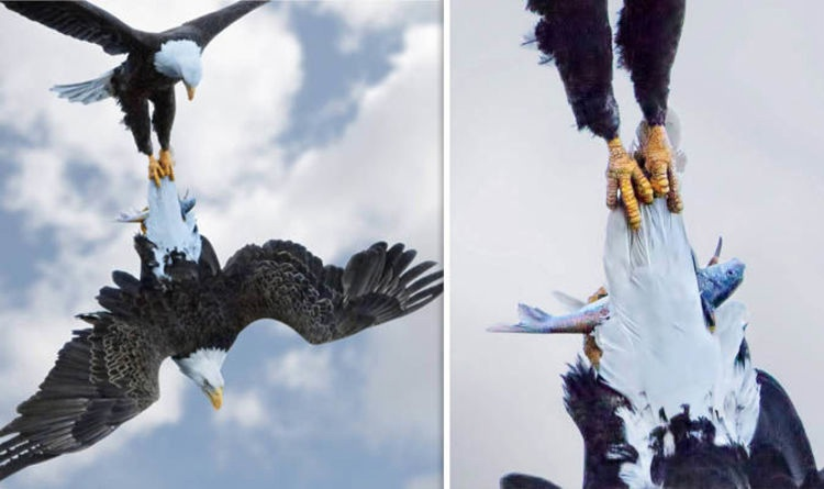 Bald Eagle: The Black Hole of the Bird World. A Super Predator with 400 Species in Its Diet! - Bald eagle, Predator birds, Animals, Wild animals, Yandex Zen, Yandex Zen (link), Longpost