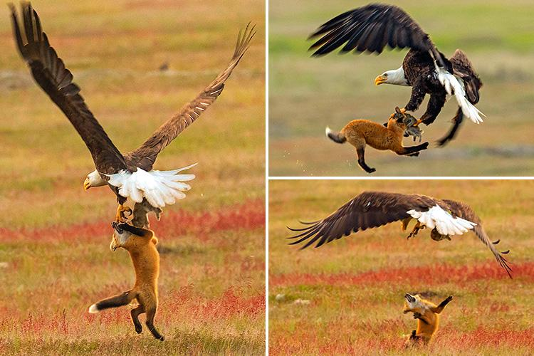 Bald Eagle: The Black Hole of the Bird World. A Super Predator with 400 Species in Its Diet! - Bald eagle, Predator birds, Animals, Wild animals, Yandex Zen, Yandex Zen (link), Longpost