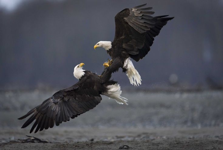 Bald Eagle: The Black Hole of the Bird World. A Super Predator with 400 Species in Its Diet! - Bald eagle, Predator birds, Animals, Wild animals, Yandex Zen, Yandex Zen (link), Longpost