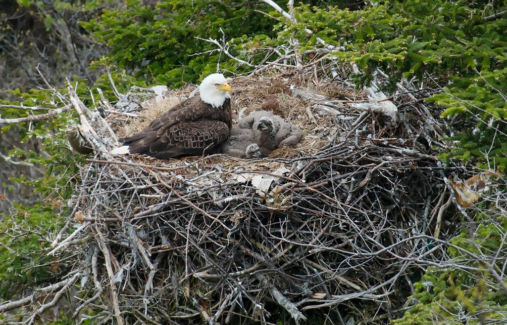 Bald Eagle: The Black Hole of the Bird World. A Super Predator with 400 Species in Its Diet! - Bald eagle, Predator birds, Animals, Wild animals, Yandex Zen, Yandex Zen (link), Longpost