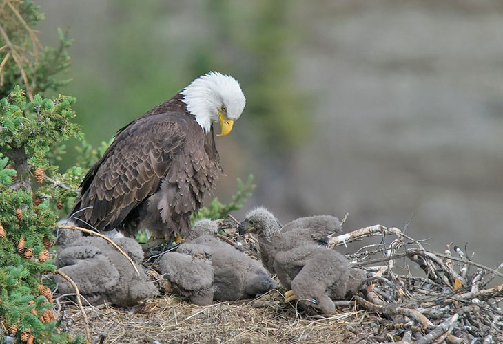 Bald Eagle: The Black Hole of the Bird World. A Super Predator with 400 Species in Its Diet! - Bald eagle, Predator birds, Animals, Wild animals, Yandex Zen, Yandex Zen (link), Longpost