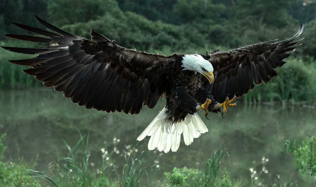 Bald Eagle: The Black Hole of the Bird World. A Super Predator with 400 Species in Its Diet! - Bald eagle, Predator birds, Animals, Wild animals, Yandex Zen, Yandex Zen (link), Longpost