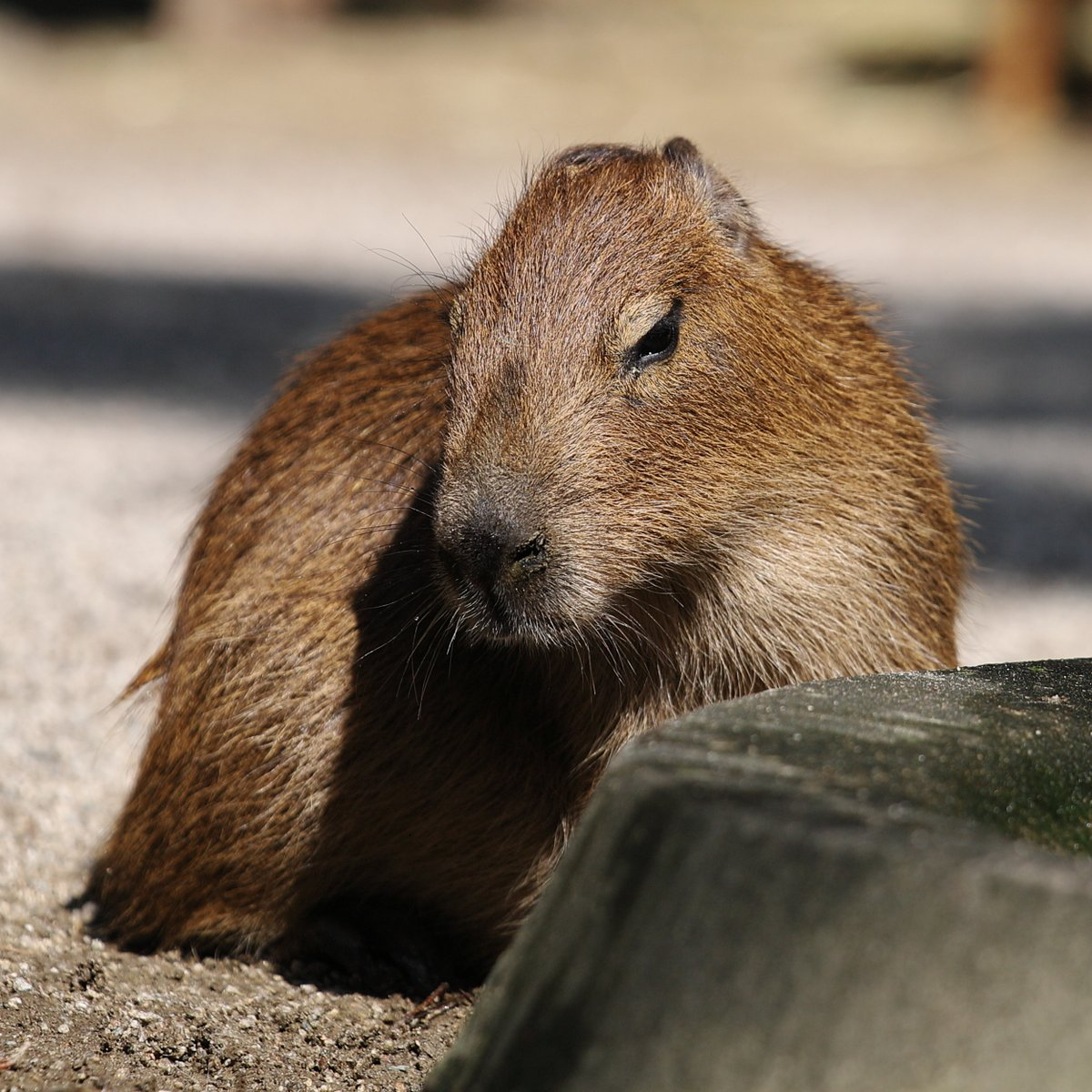 Where are the ears? - Wild animals, Zoo, Capybara, Rodents, Young