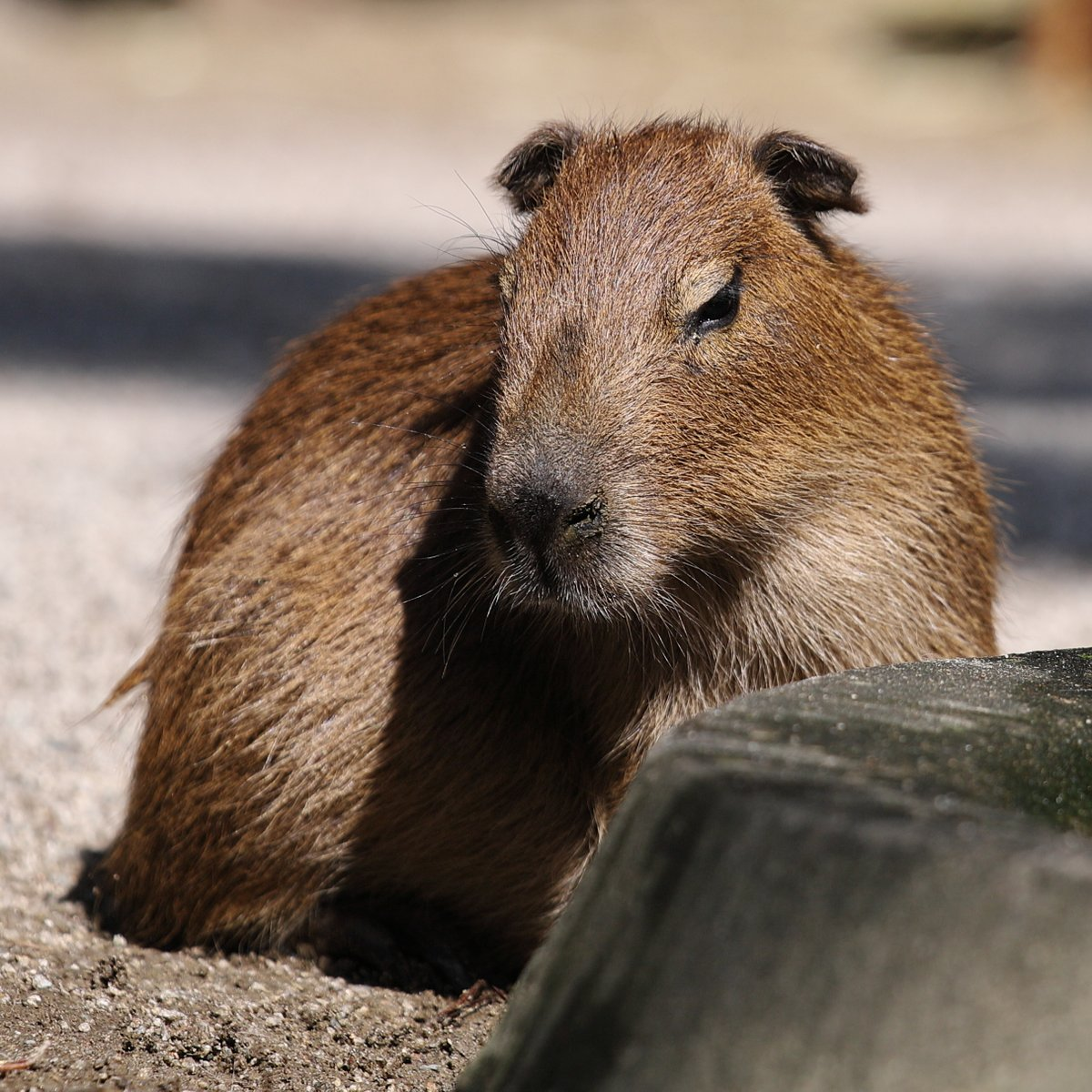 Where are the ears? - Wild animals, Zoo, Capybara, Rodents, Young