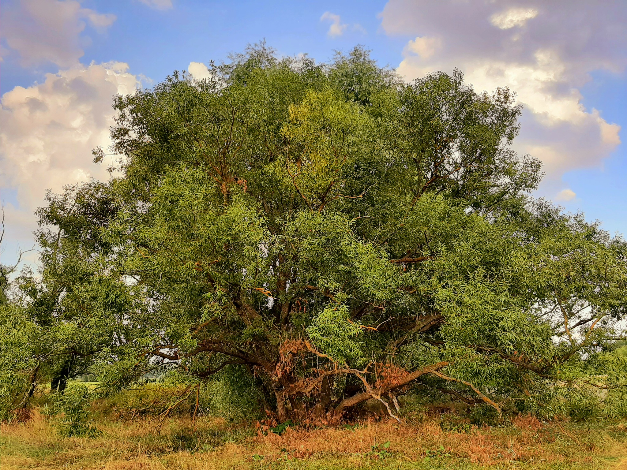 Old tree - My, The photo, Nature, Landscape, Summer, Tree