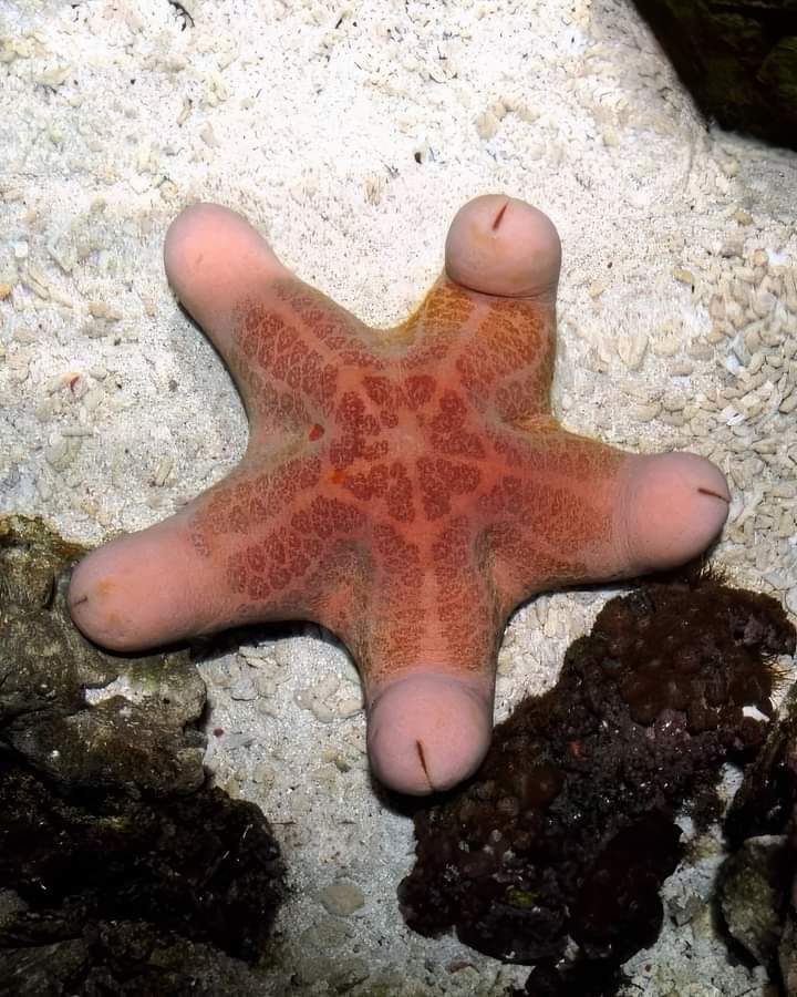 Choriaster is a monotypic genus of the family Oreasteridae - Arthropods, Starfish, Repeat