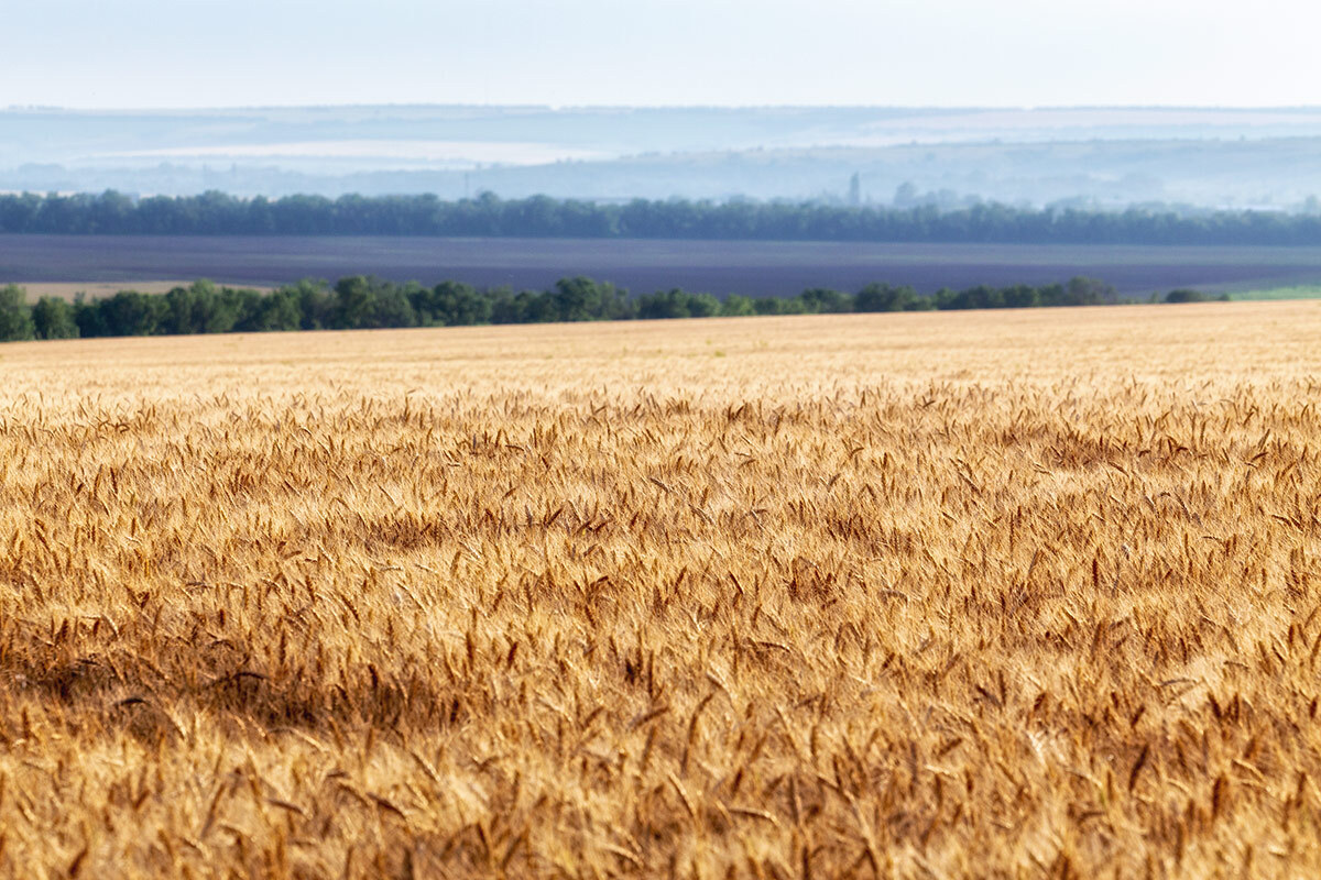 Don expanses - My, Rostov region, Field, Wheat, Steppe, Landscape