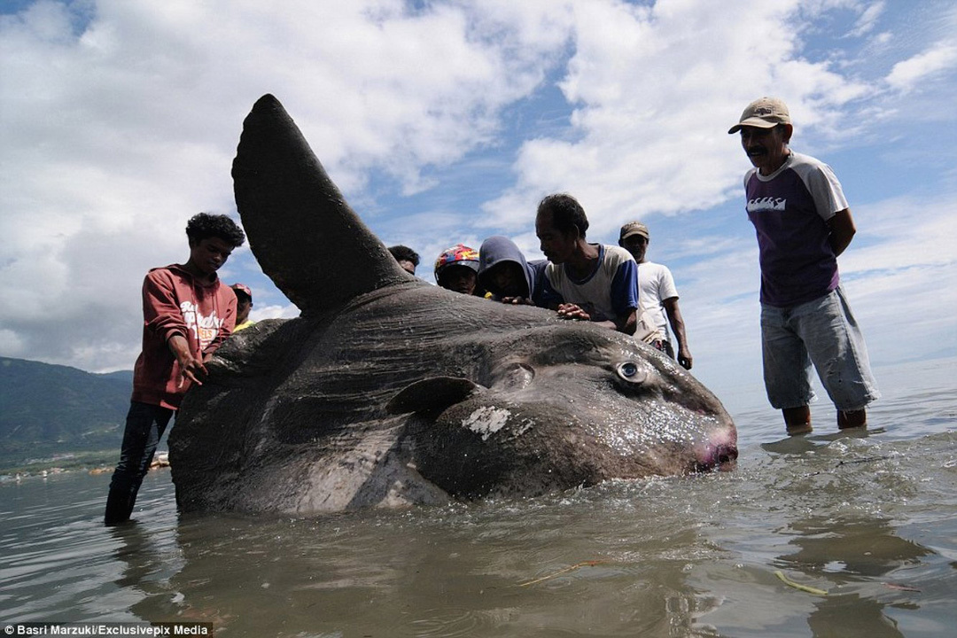 Fish that can kill with its eyes and other unusual fish. TOP-5 most unusual fish. Issue №1 - My, Animals, wildlife, A fish, Rare view, Longpost