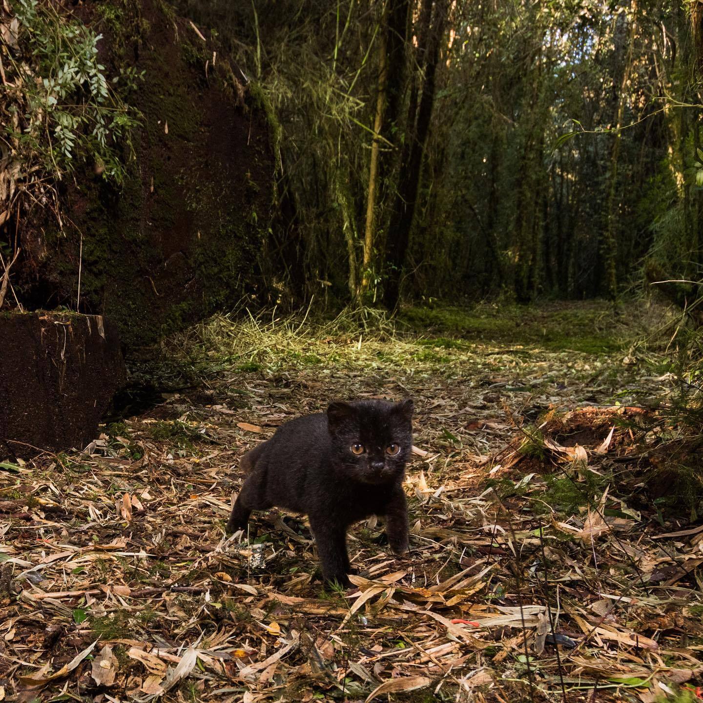 Chilean cat kitten - Young, Chilean cat, Codecode, Cat family, Predatory animals, Wild animals, wildlife, South America, Jungle, Phototrap, The photo