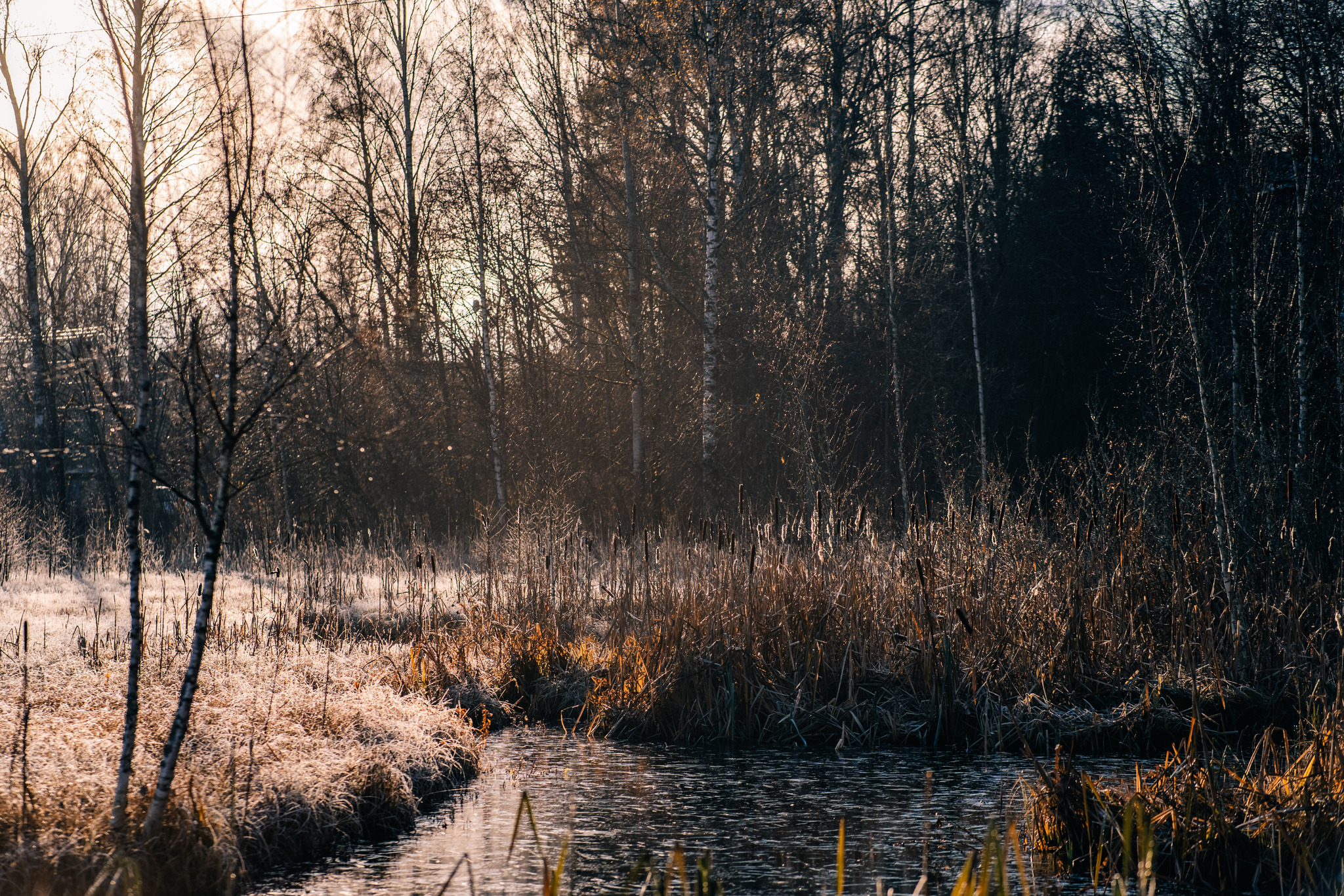 More about frosty autumn in Toksovo - My, The photo, Nature, Autumn, Frost, Toksovo, Swamp, Leningrad region, Longpost