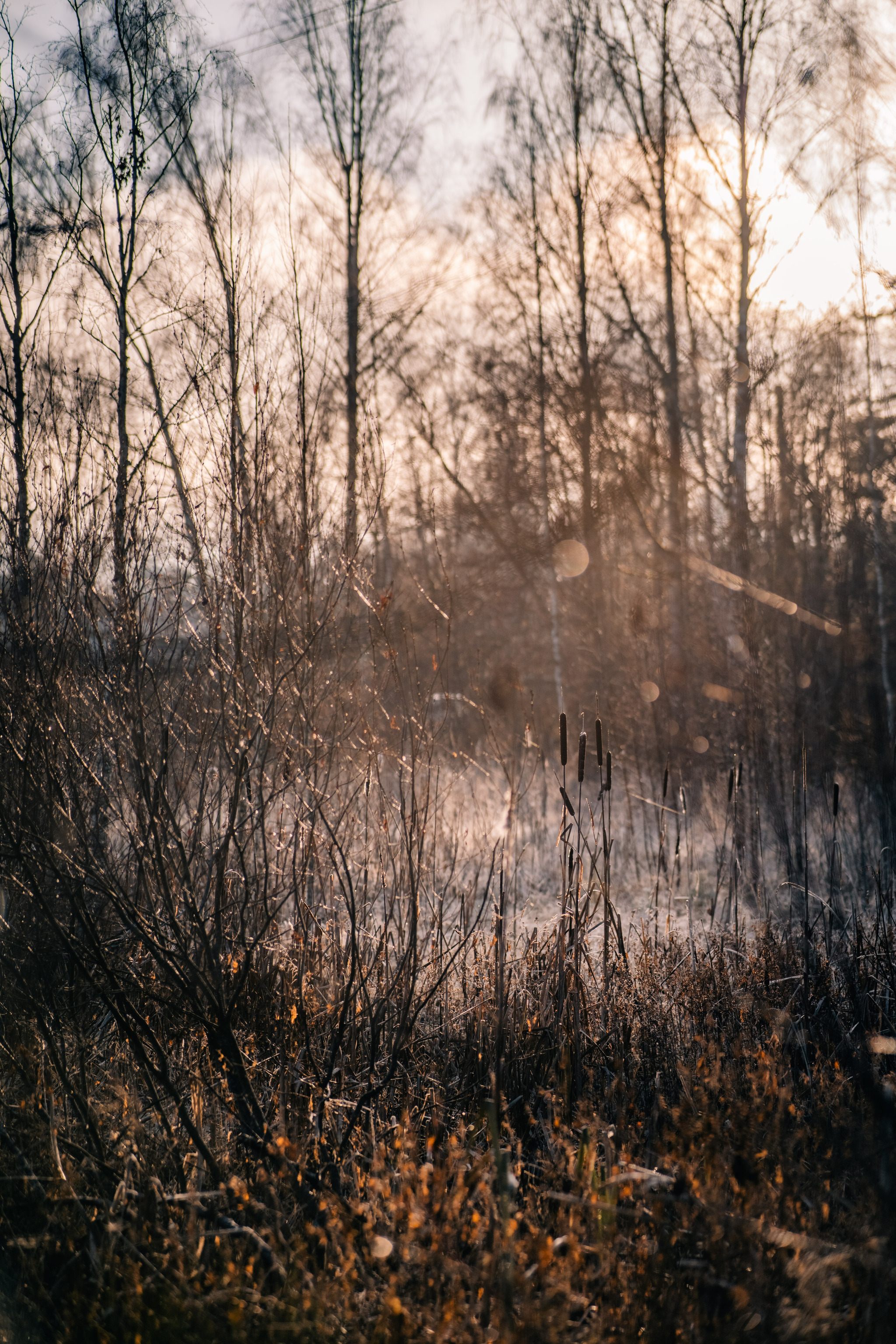 More about frosty autumn in Toksovo - My, The photo, Nature, Autumn, Frost, Toksovo, Swamp, Leningrad region, Longpost