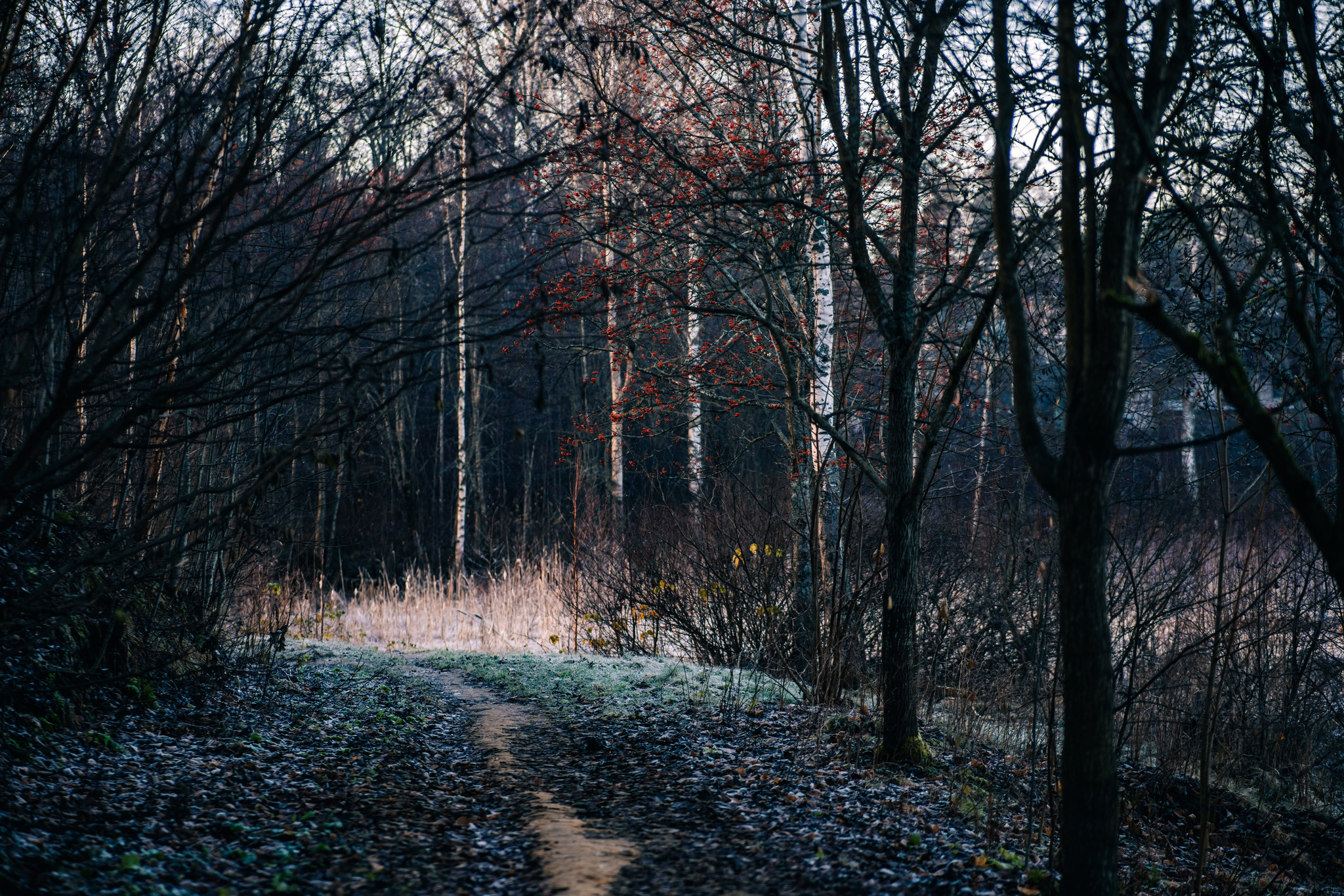 More about frosty autumn in Toksovo - My, The photo, Nature, Autumn, Frost, Toksovo, Swamp, Leningrad region, Longpost